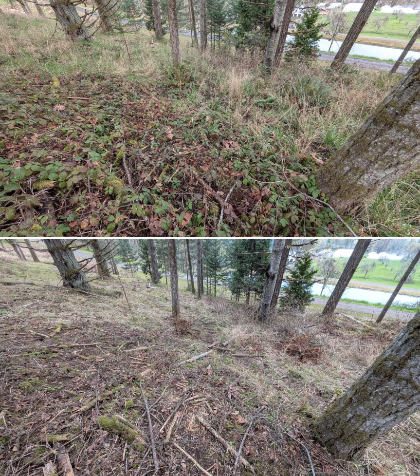 Goat grazing before and after in Springfield, Oregon, 03/10/26, photo 5