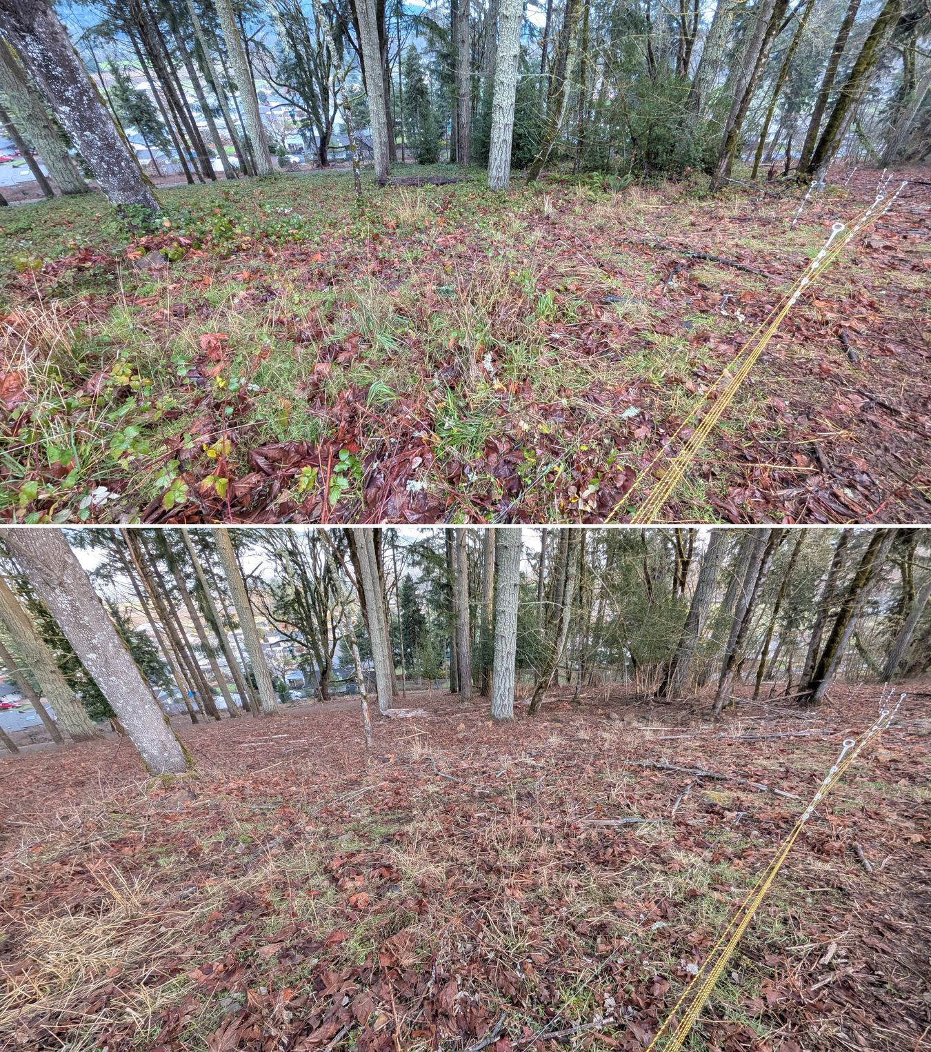 Before and after goat grazing in Lane County, Oregon, 12/23/25, photo 2