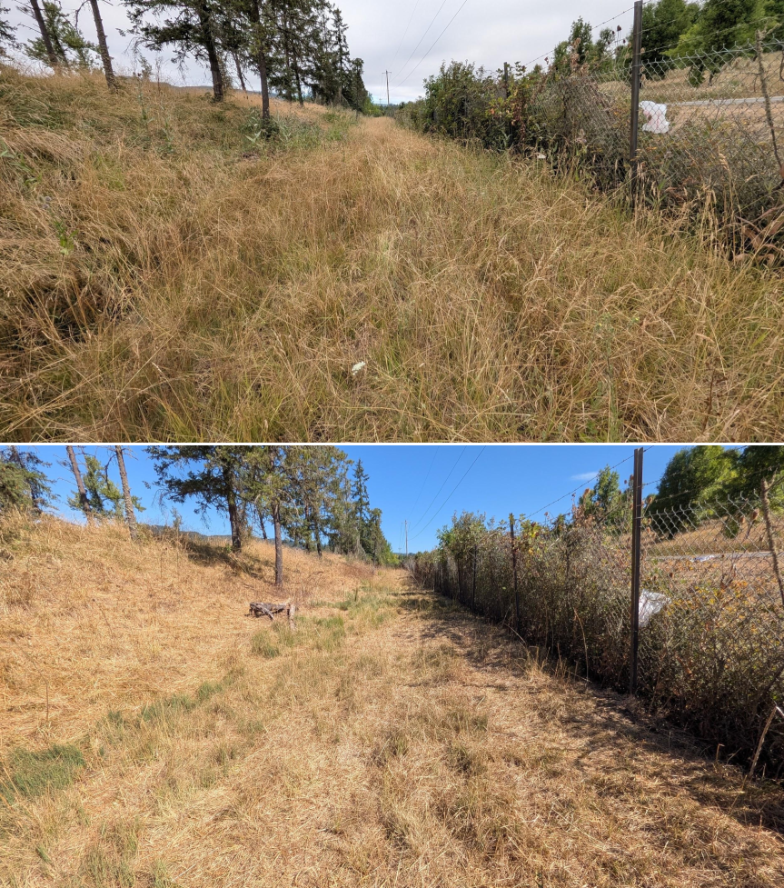 Before and after goat grazing in Lane County, Oregon, 07/21/26, photo 20