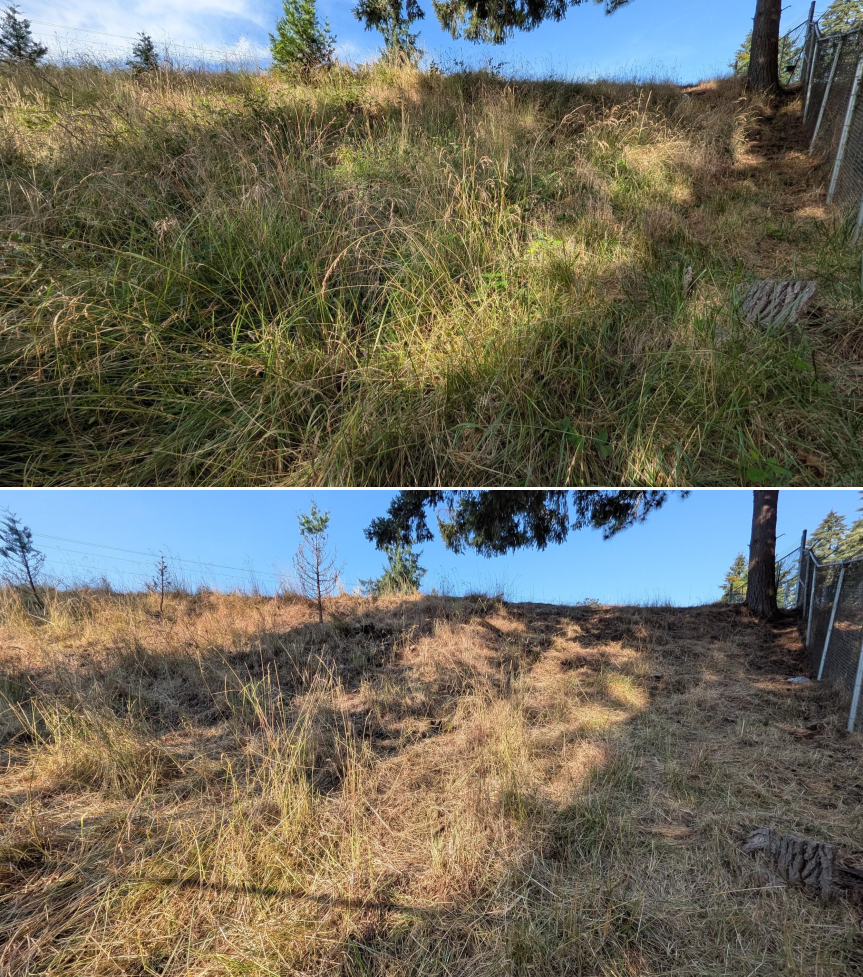 Goat grazing before and after in Springfield, Oregon, 07/06/26, photo 11