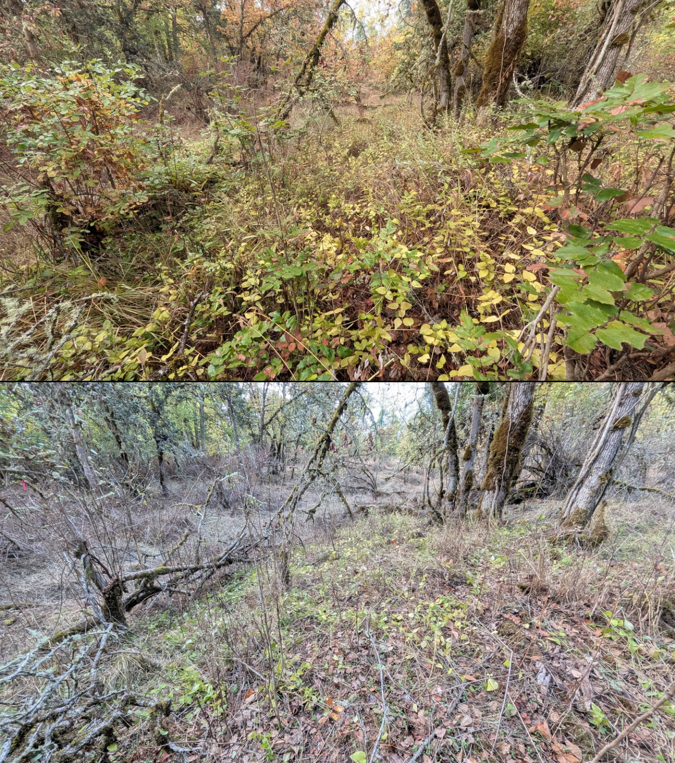 Goat grazing before and after in Springfield, Oregon, 08/27/26, photo 35