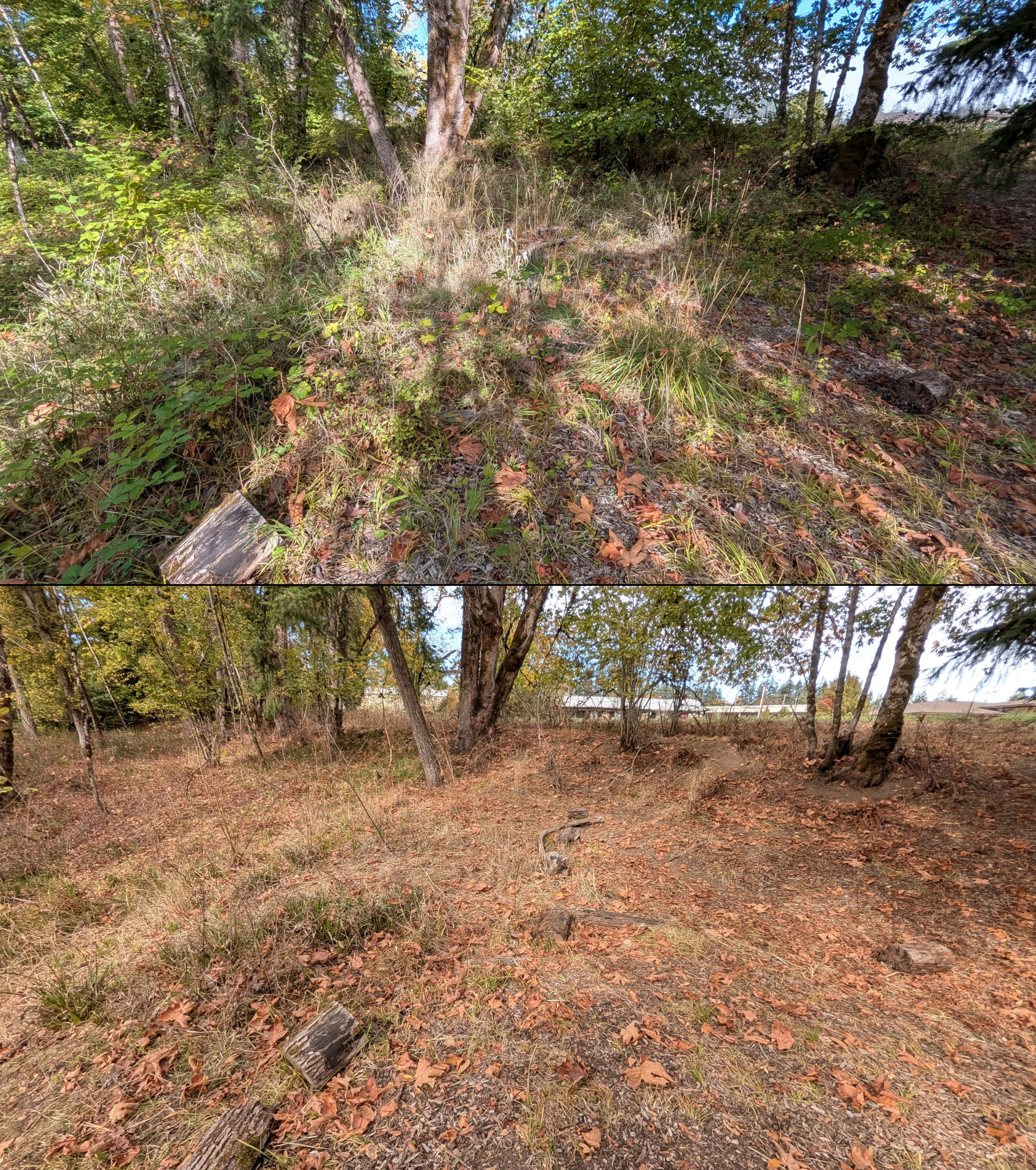 Goat grazing before and after in Springfield, Oregon, 08/27/26, photo 109