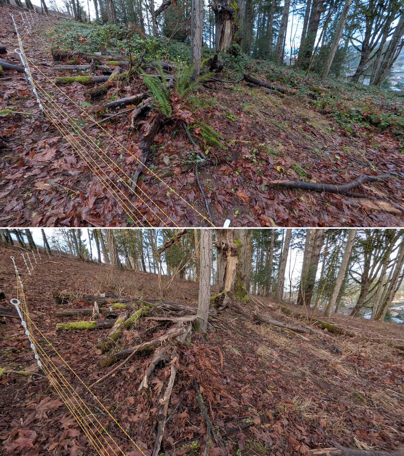 Goat grazing before and after in Springfield, Oregon, 12/23/25, photo 7