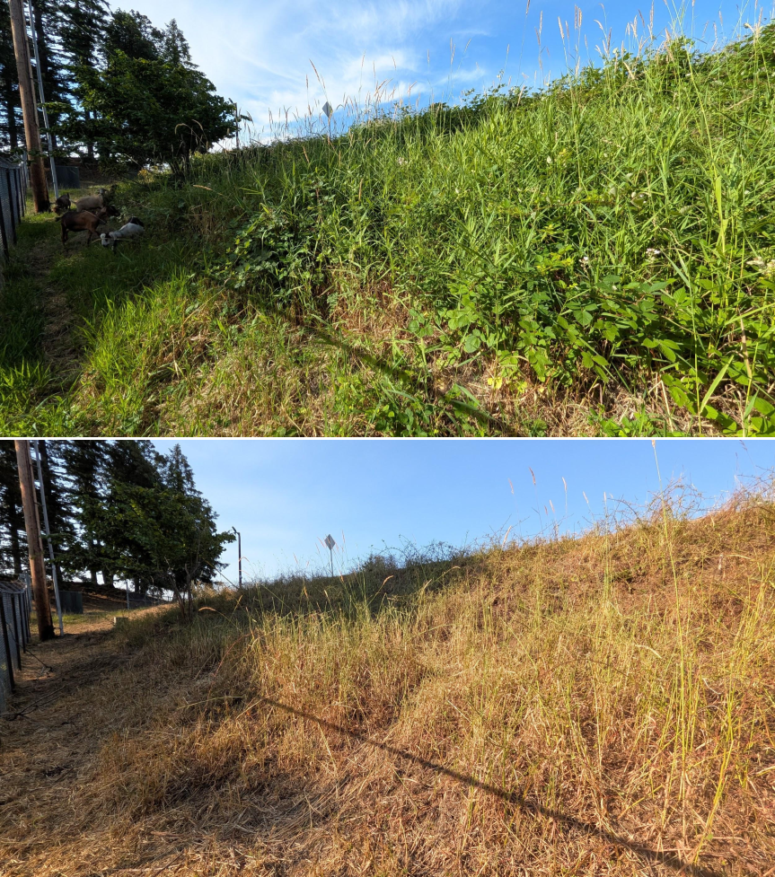 Goat grazing before and after in Springfield, Oregon, 07/06/26, photo 3