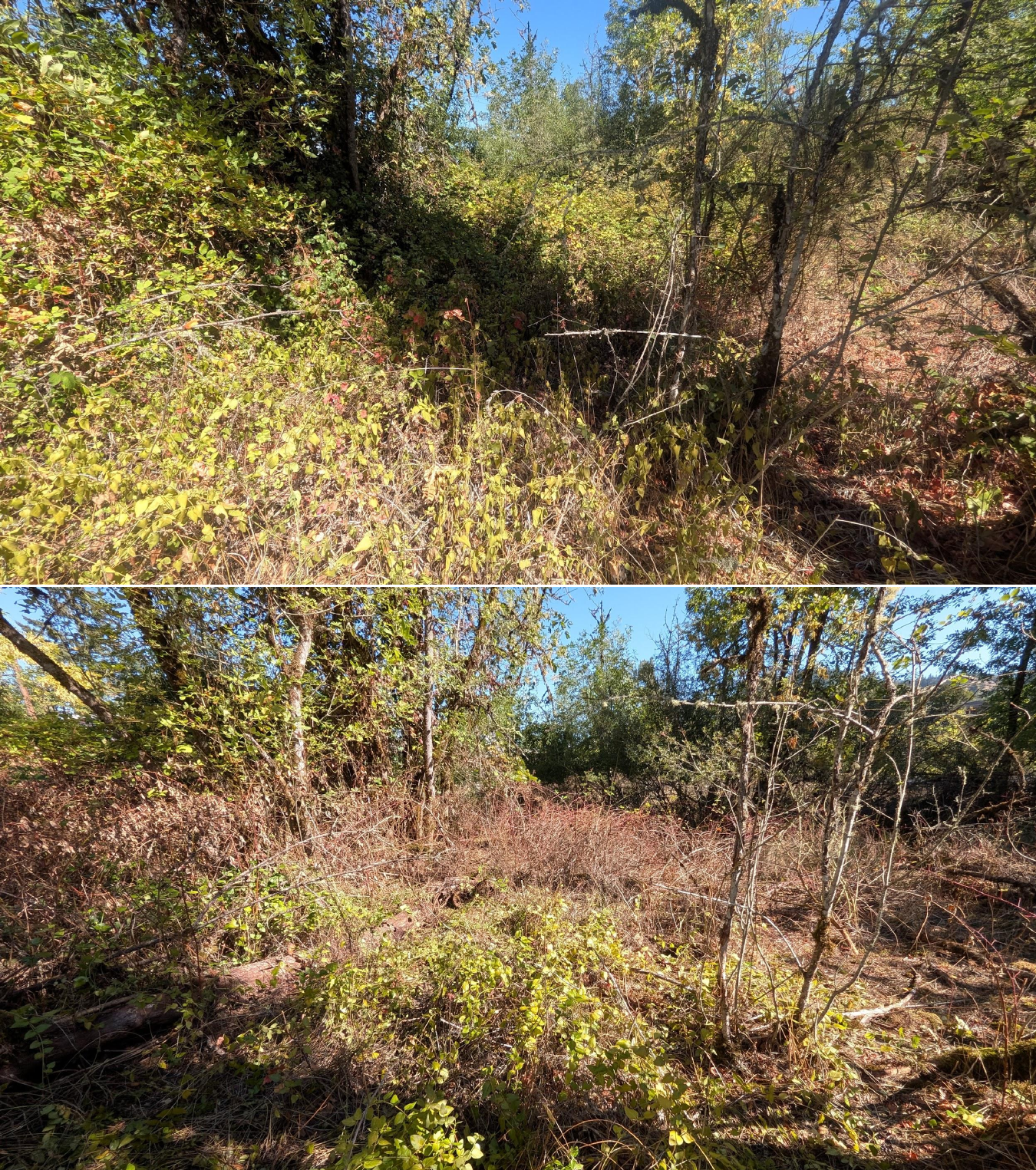 Goat grazing before and after in Springfield, Oregon, 08/27/26, photo 11