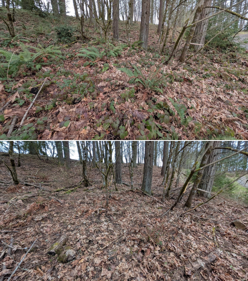 Goat grazing before and after in Springfield, Oregon, 03/10/26, photo 11