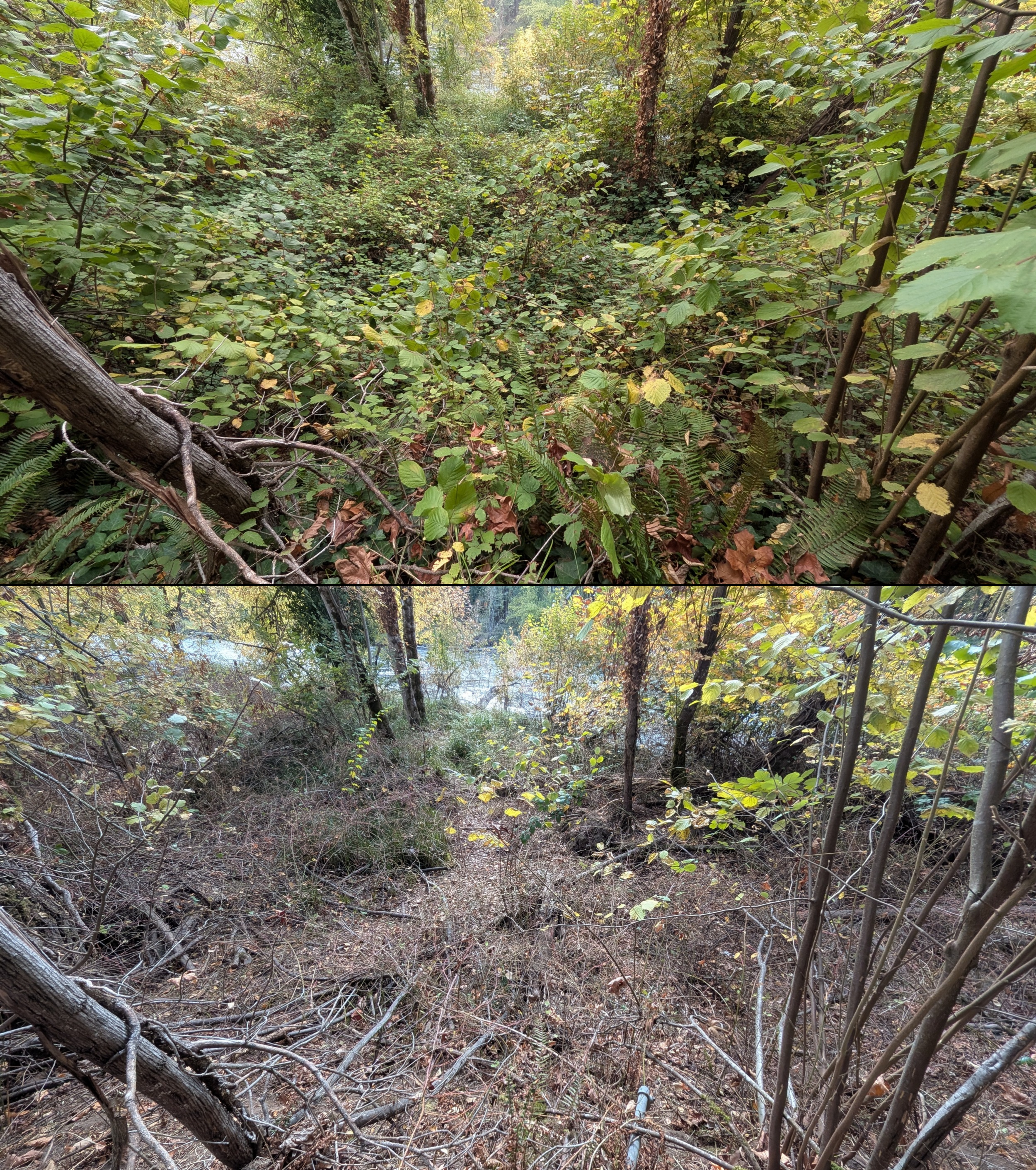 Before and after goat grazing in Lane County, Oregon, 08/27/26, photo 84