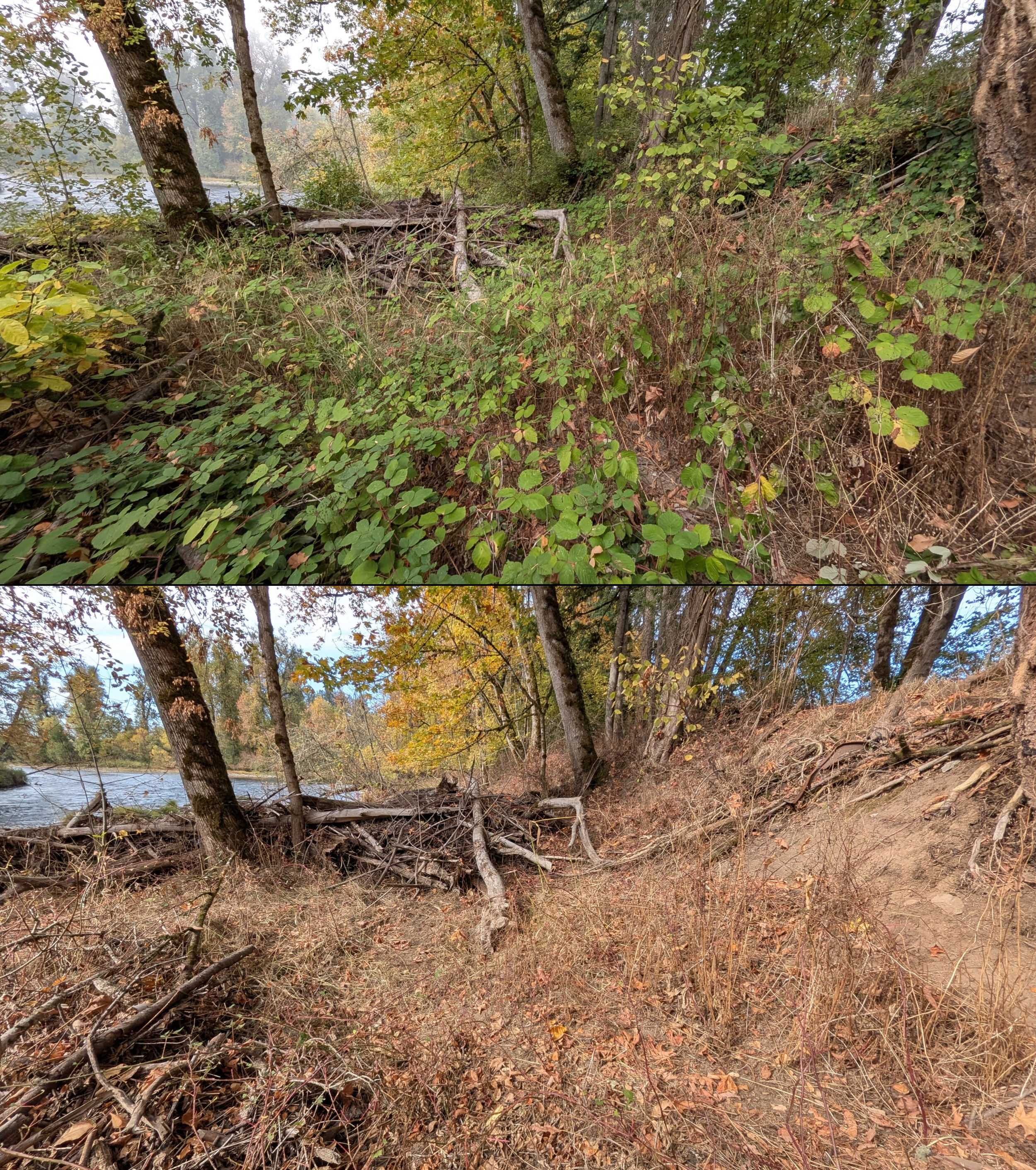 Goat grazing before and after in Springfield, Oregon, 08/27/26, photo 89