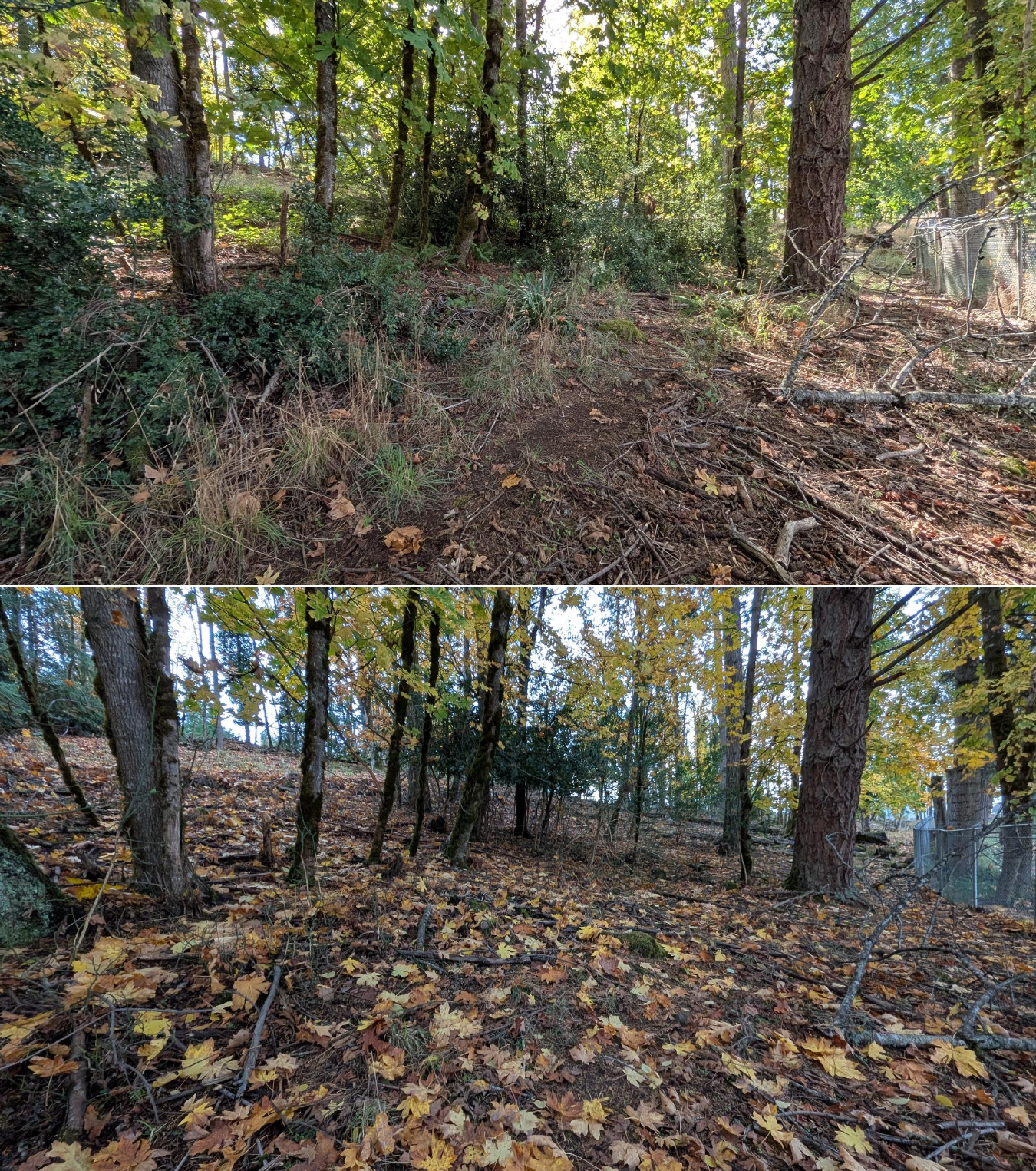 Before and after goat grazing in Lane County, Oregon, 10/16/25, photo 18