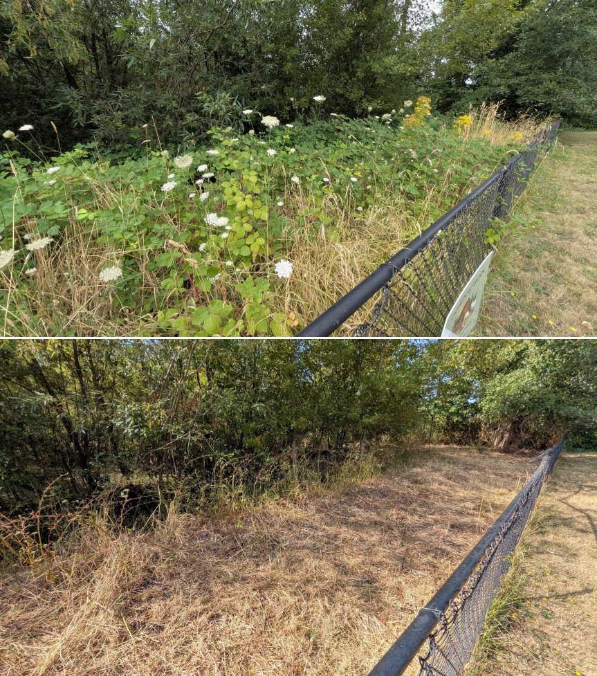 Goat grazing before and after in Springfield, Oregon, 07/25/26, photo 15