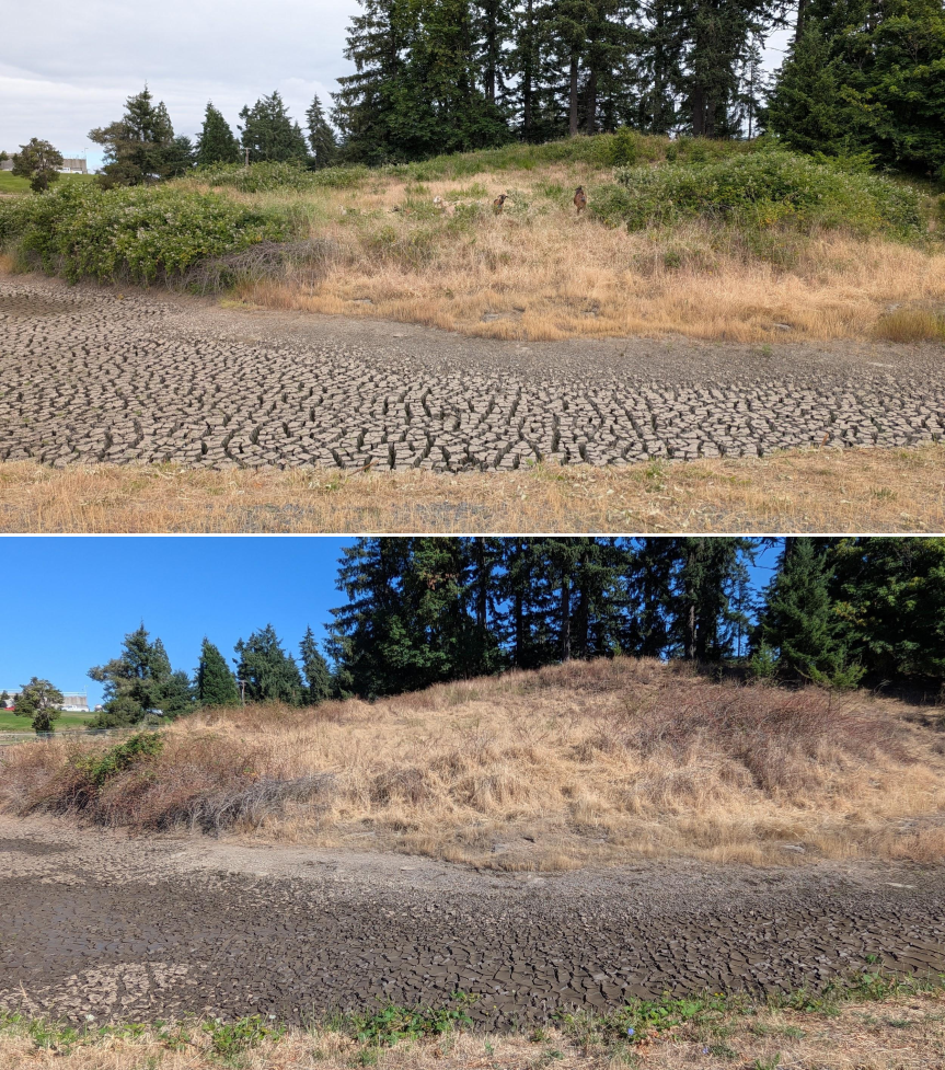 Goat grazing before and after in Springfield, Oregon, 06/05/26, photo 7