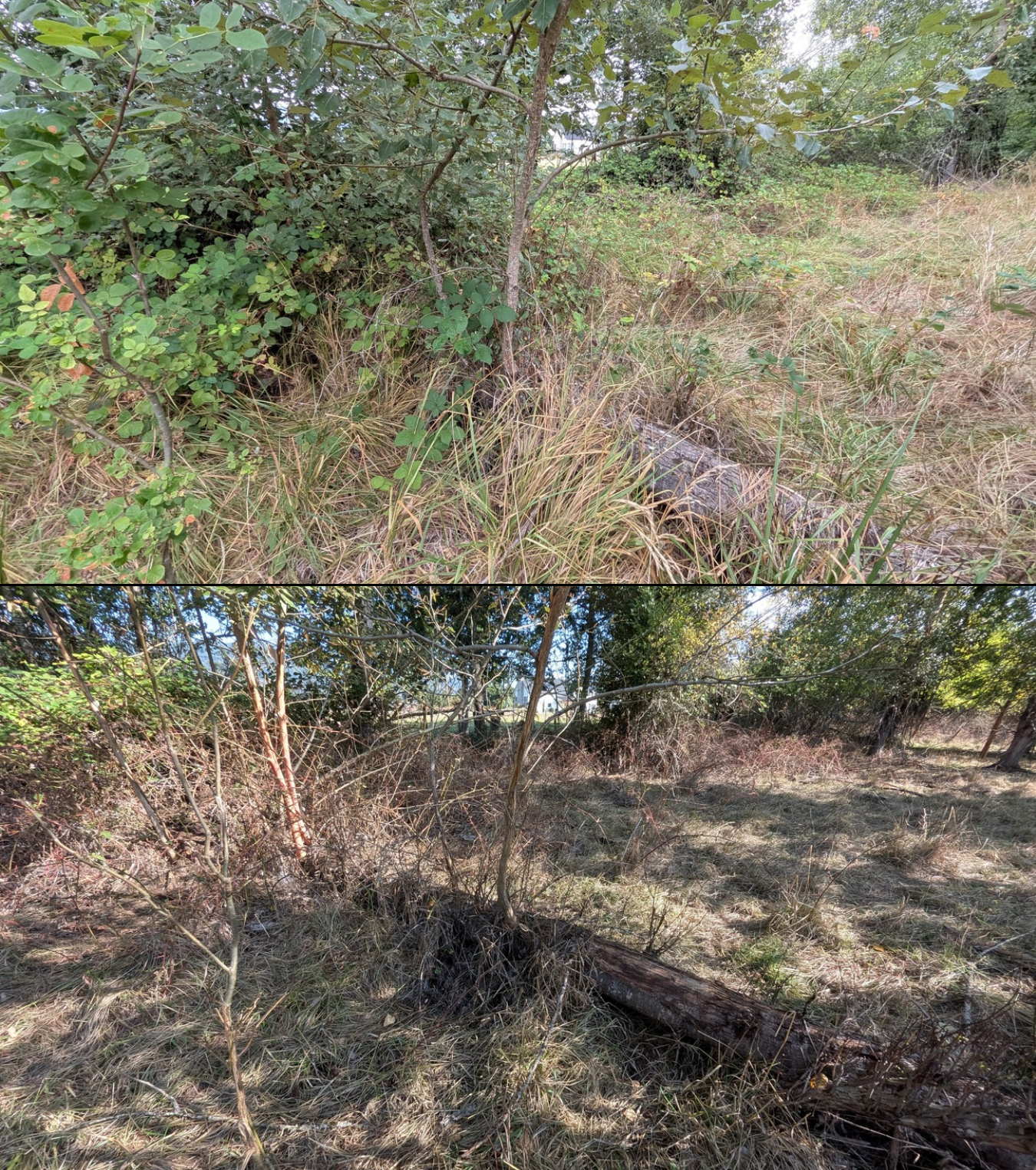 Goat grazing before and after in Springfield, Oregon, 08/16/26, photo 7