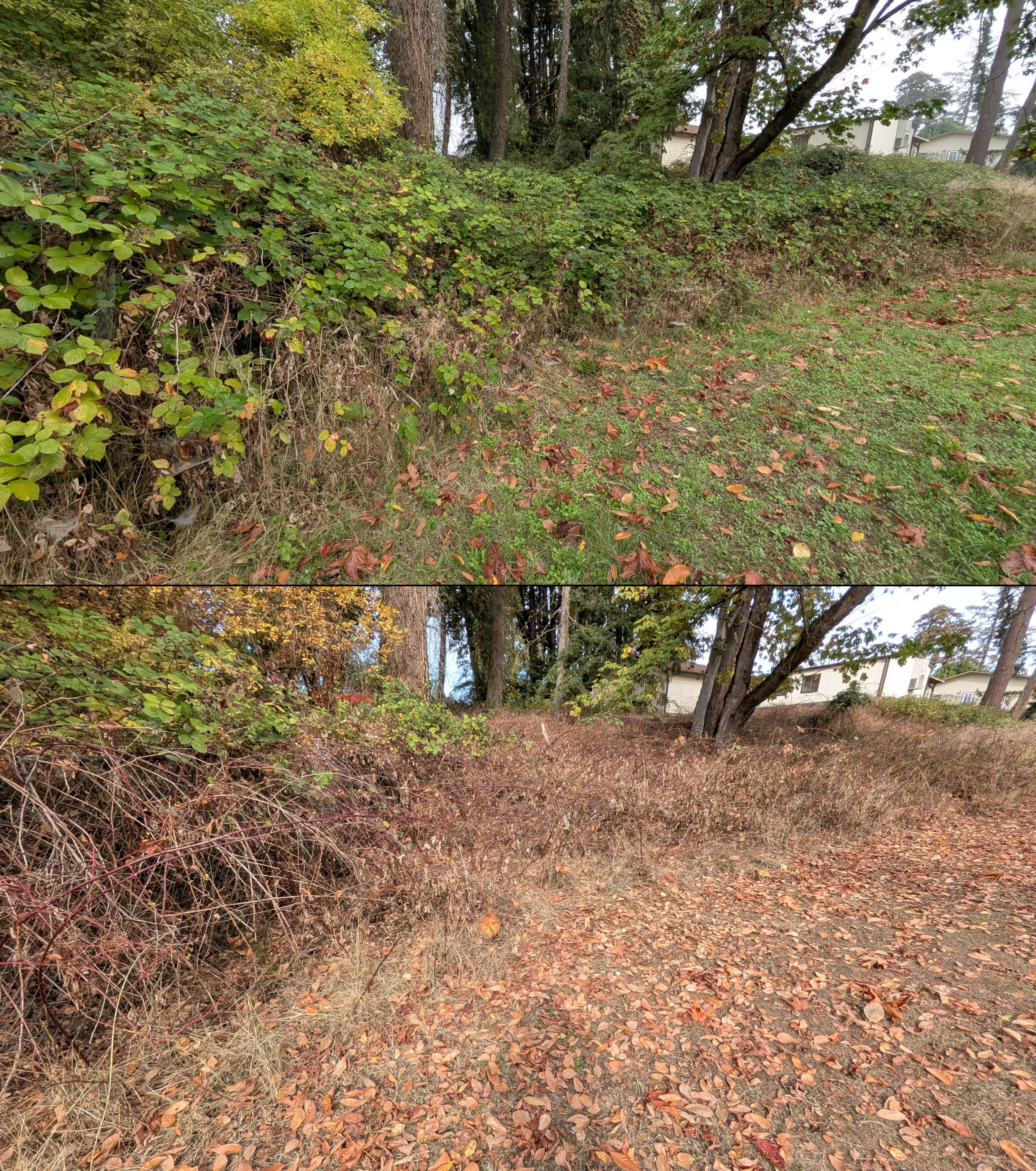 Before and after goat grazing in Lane County, Oregon, 08/27/26, photo 76