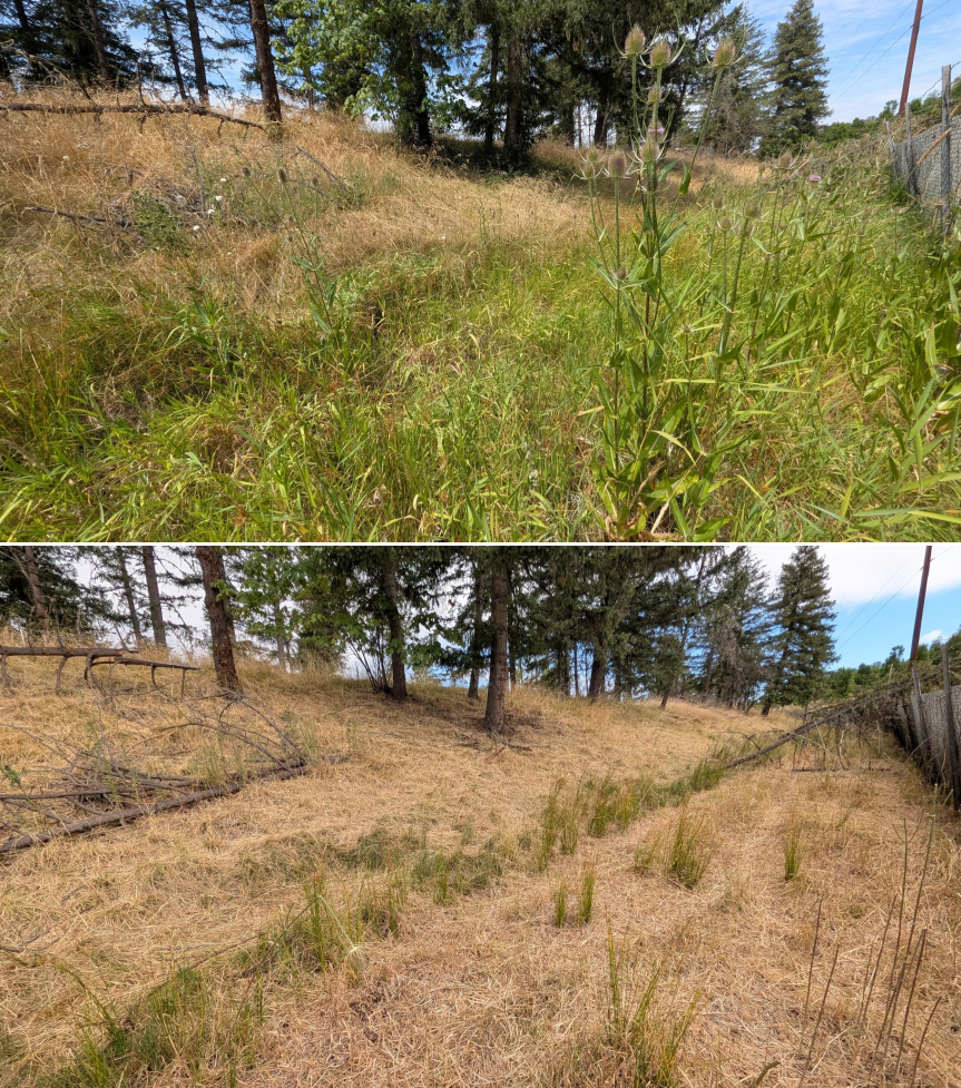 Goat grazing before and after in Springfield, Oregon, 07/21/26, photo 7