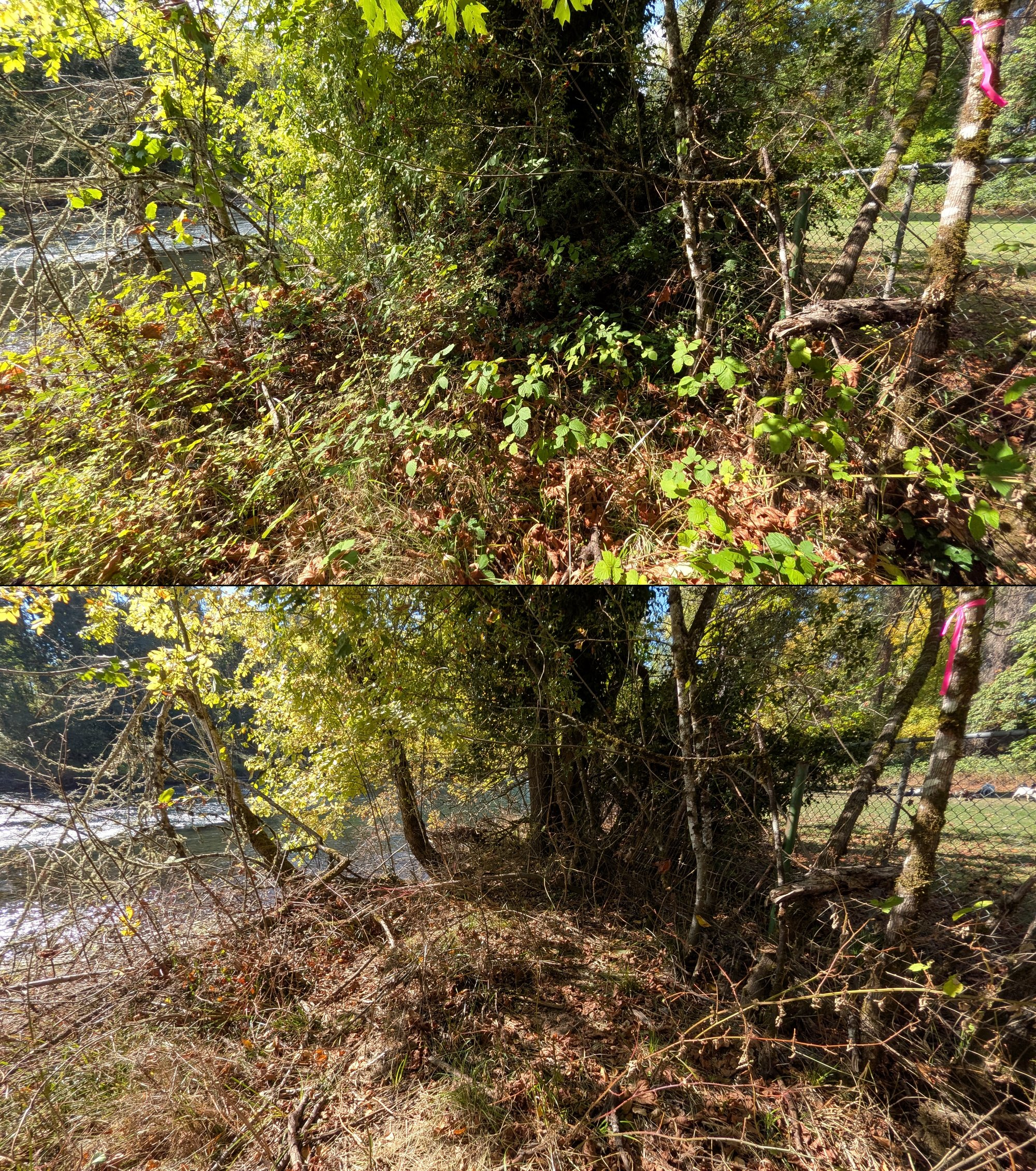 Before and after goat grazing in Lane County, Oregon, 08/27/26, photo 72