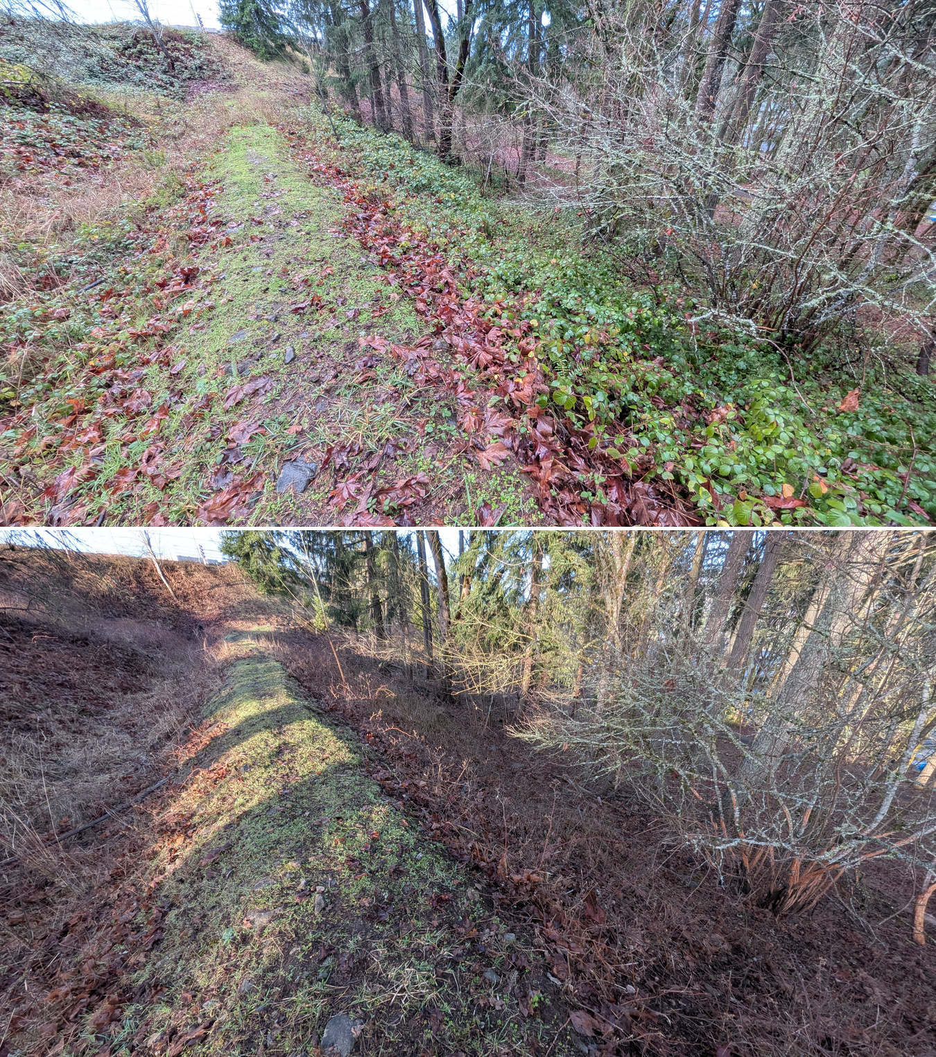 Before and after goat grazing in Lane County, Oregon, 12/23/25, photo 30