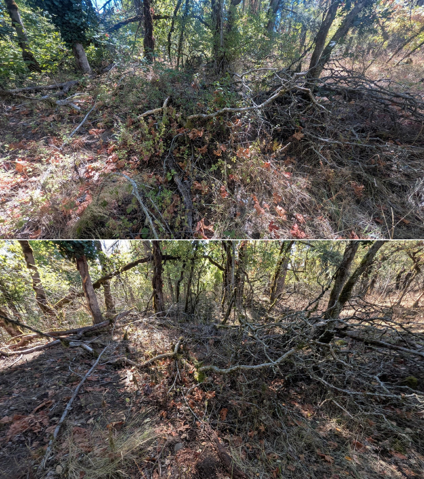 Goat grazing before and after in Springfield, Oregon, 08/27/26, photo 29