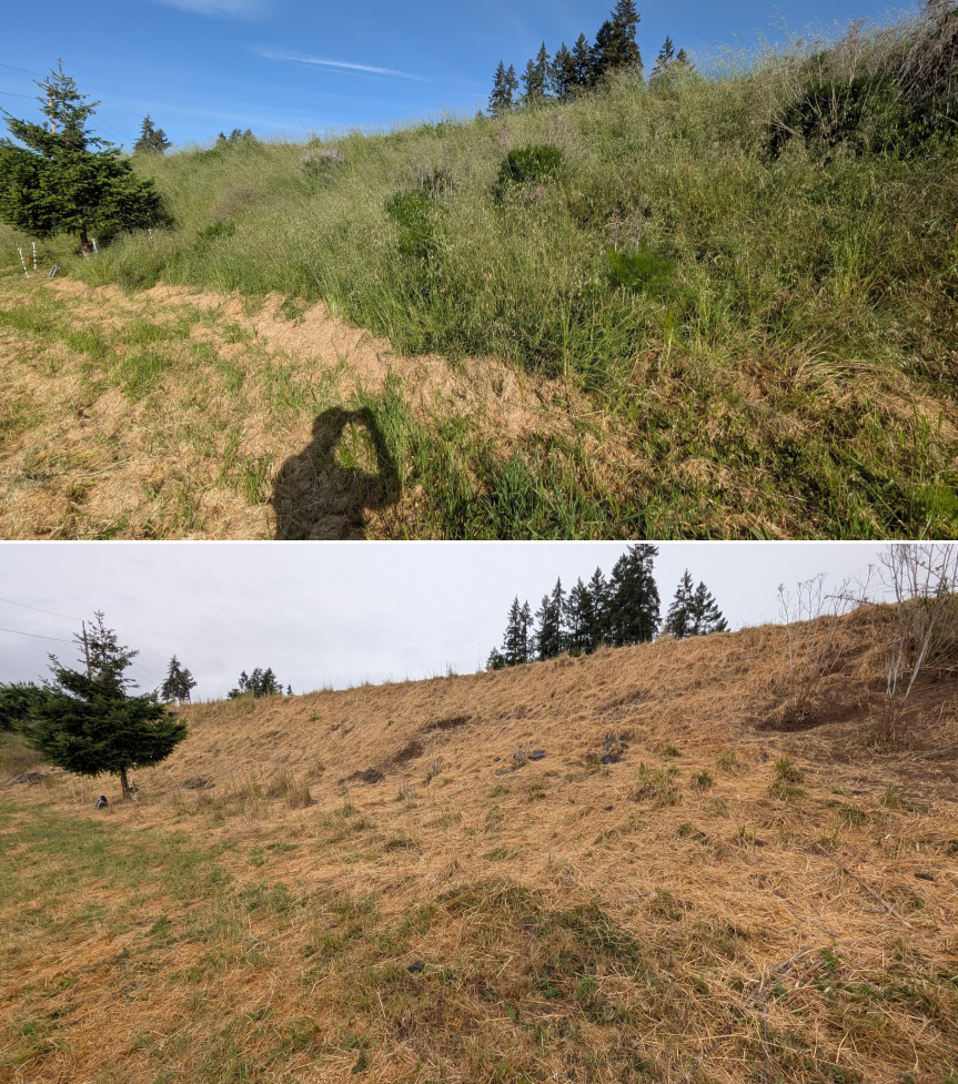 Goat Grazing 05/18/26