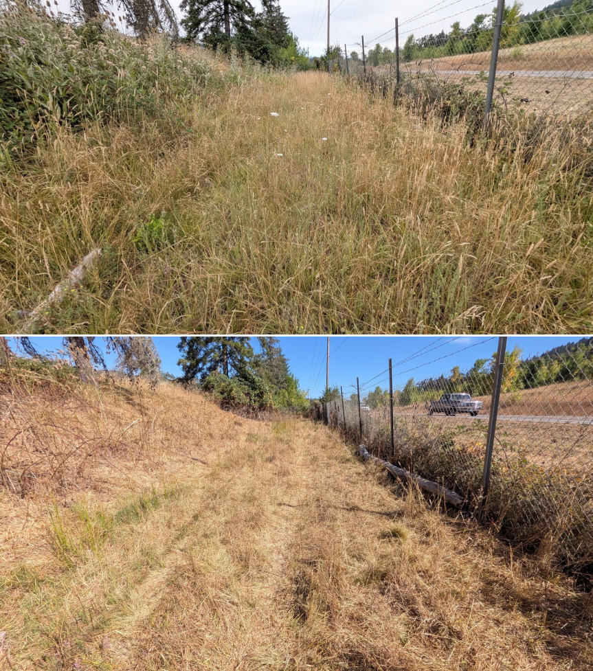 Before and after goat grazing in Lane County, Oregon, 07/21/26, photo 22