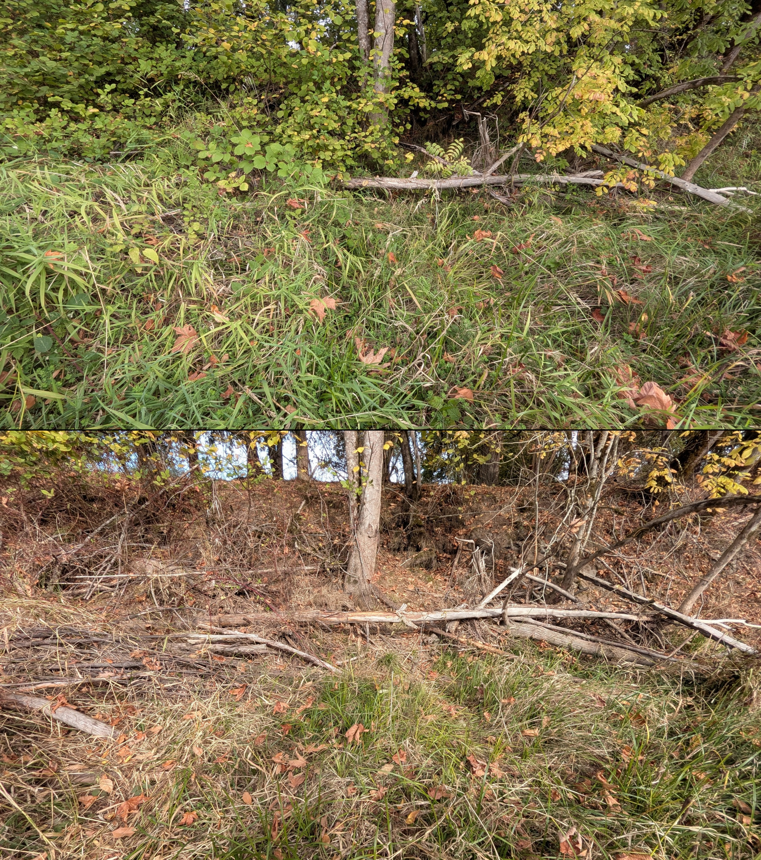 Goat grazing before and after in Springfield, Oregon, 08/27/26, photo 97