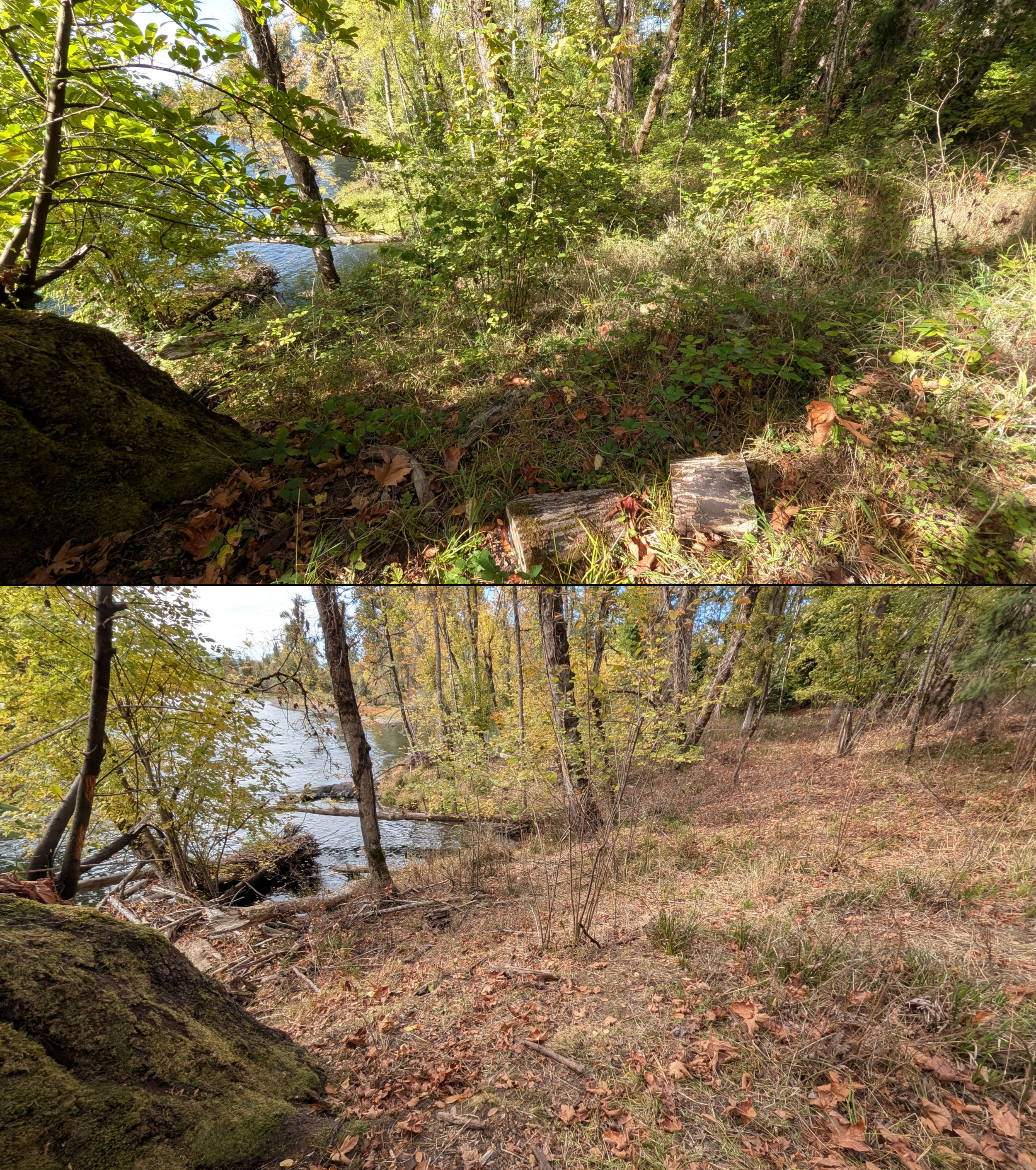 Before and after goat grazing in Lane County, Oregon, 08/27/26, photo 110