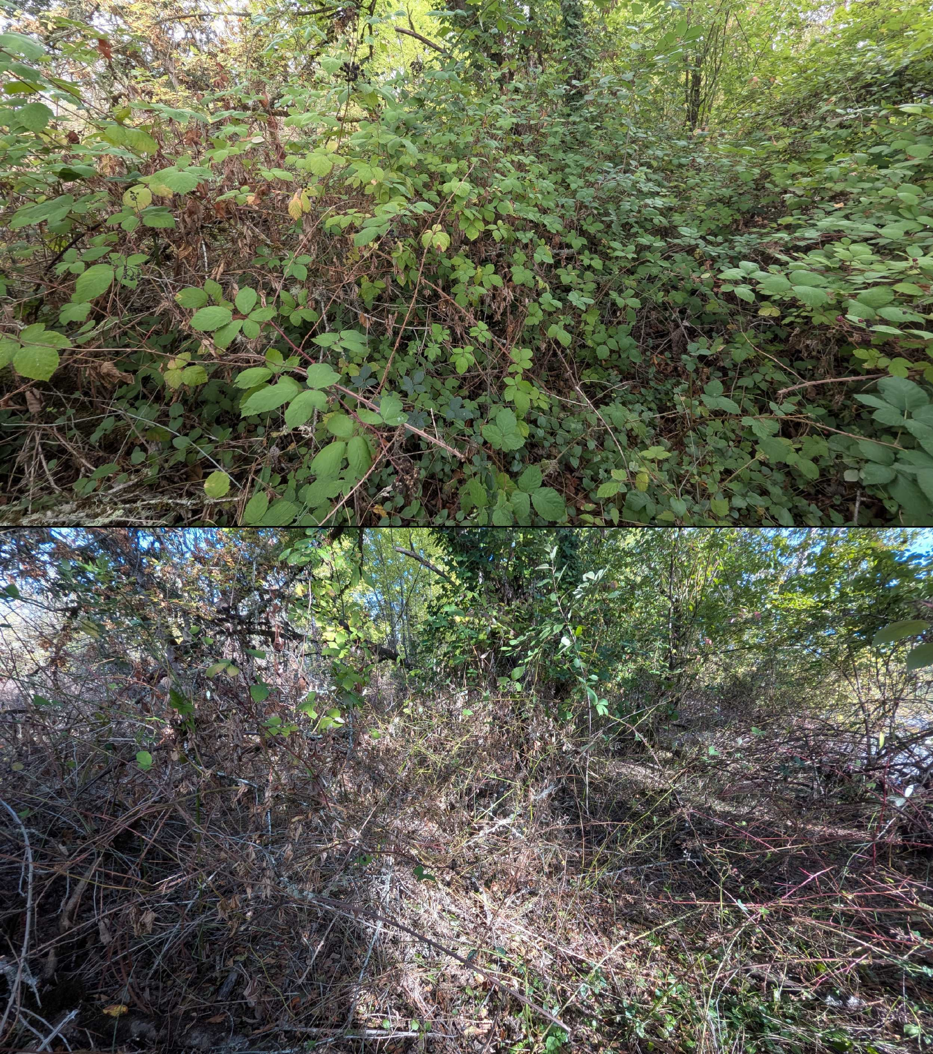 Goat grazing before and after in Springfield, Oregon, 08/27/26, photo 47