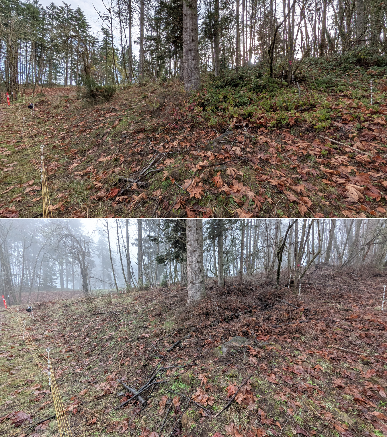 Goat grazing before and after in Springfield, Oregon, 12/01/25, photo 7