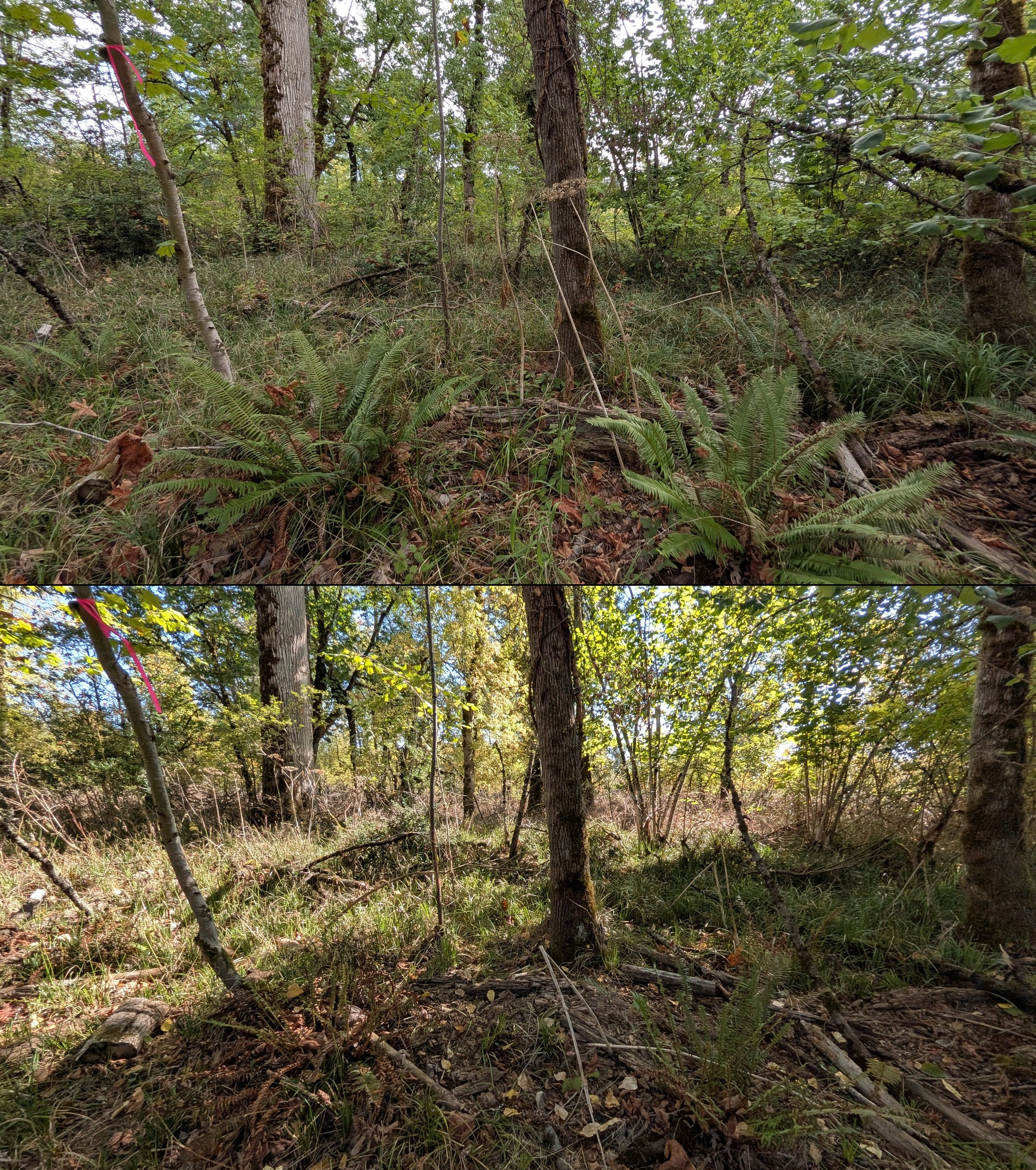 Before and after goat grazing in Lane County, Oregon, 08/27/26, photo 50