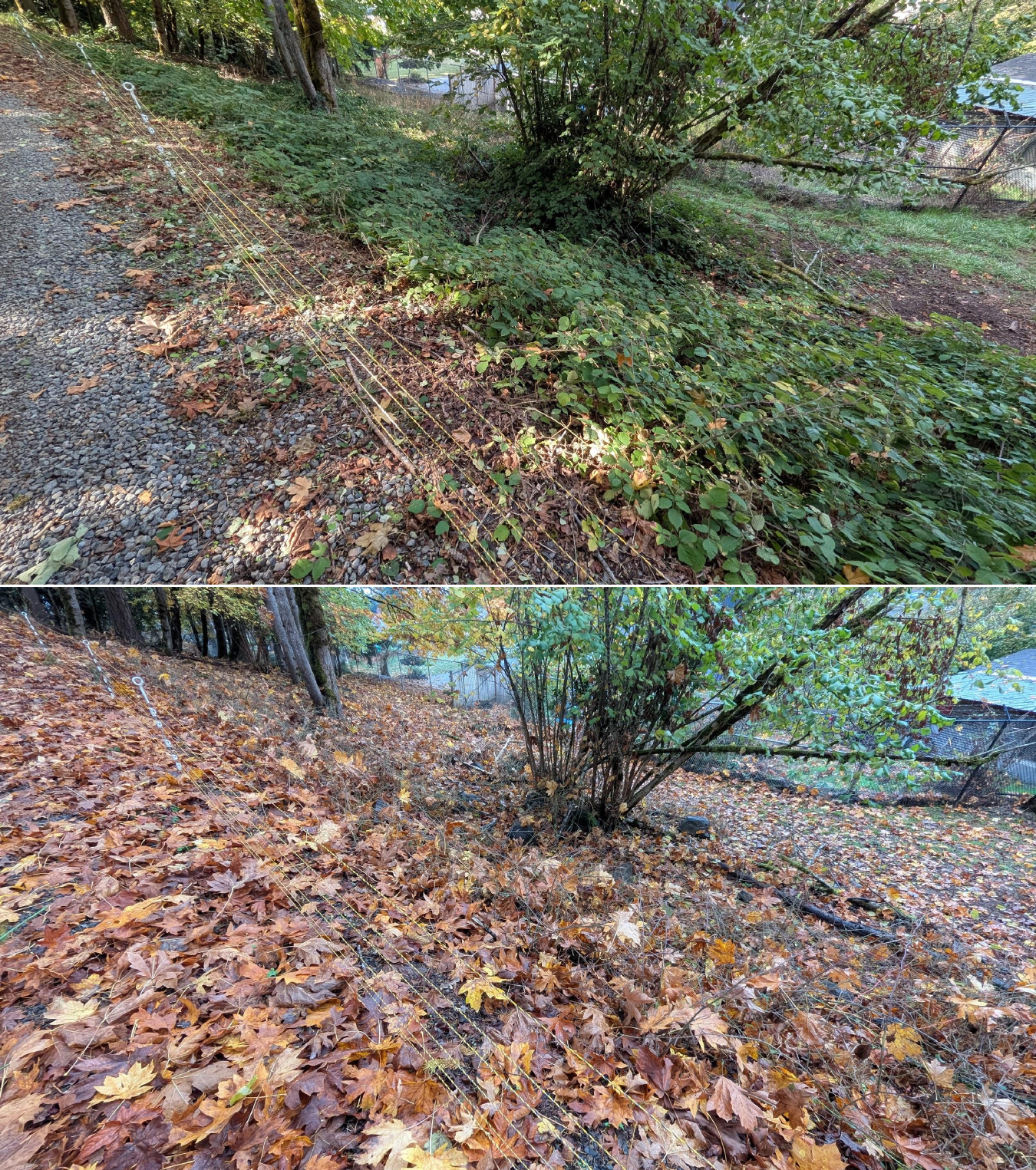 Goat grazing before and after in Springfield, Oregon, 10/16/25, photo 9