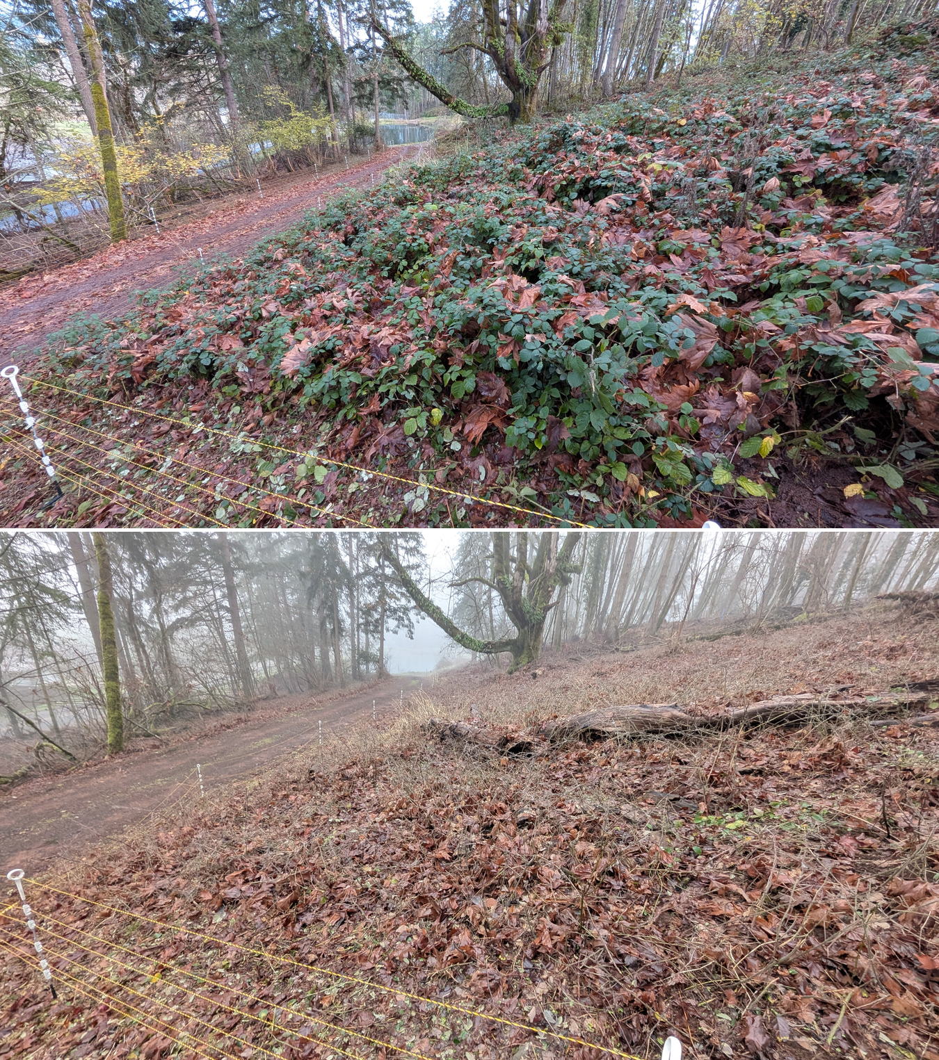 Before and after goat grazing in Lane County, Oregon, 12/01/25, photo 18