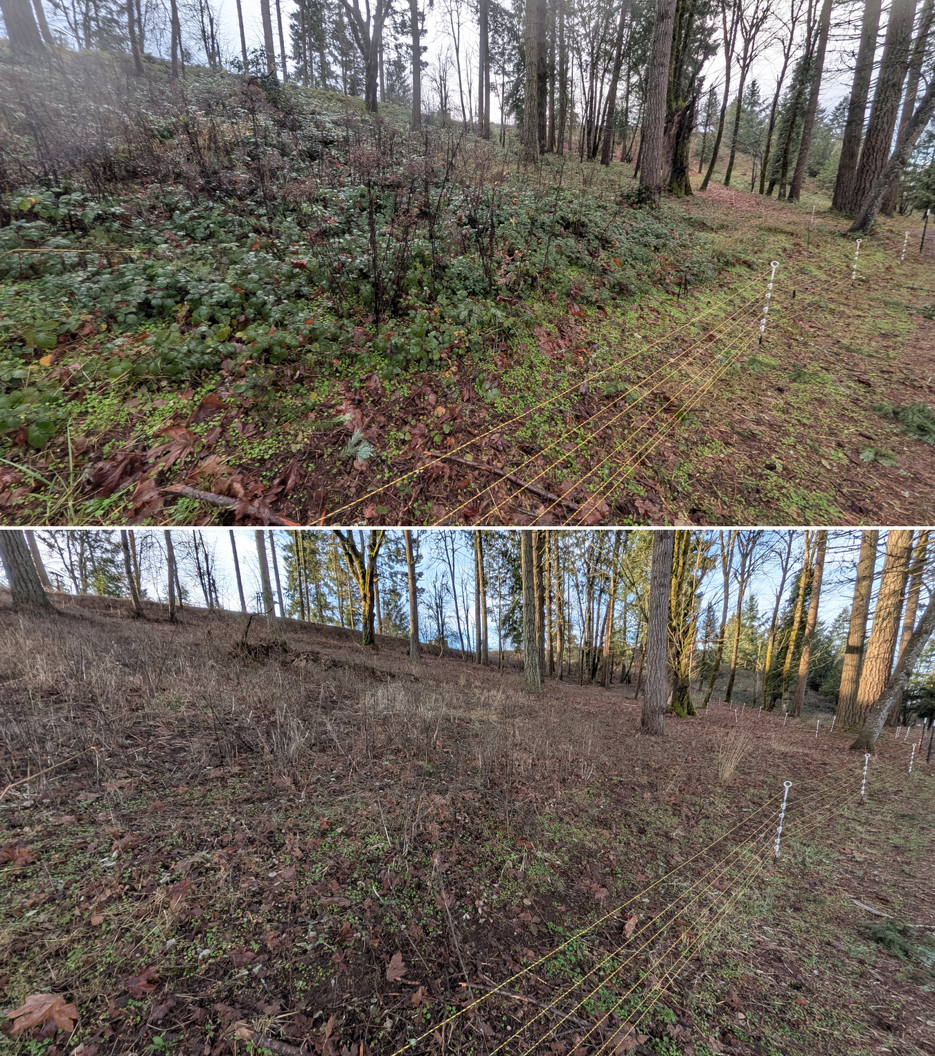 Before and after goat grazing in Lane County, Oregon, 12/23/25, photo 16
