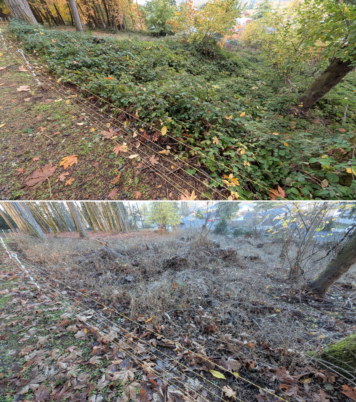 Goat grazing before and after in Springfield, Oregon, 11/01/25, photo 25
