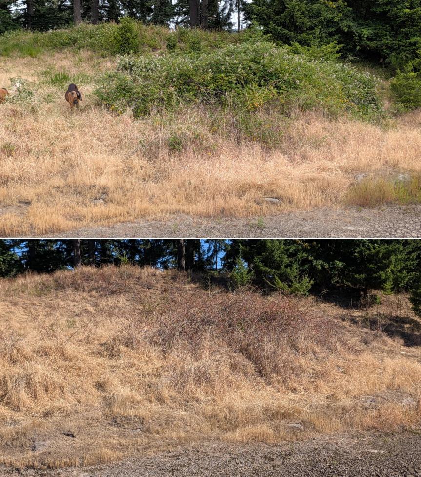 Before and after goat grazing in Lane County, Oregon, 06/05/26, photo 6