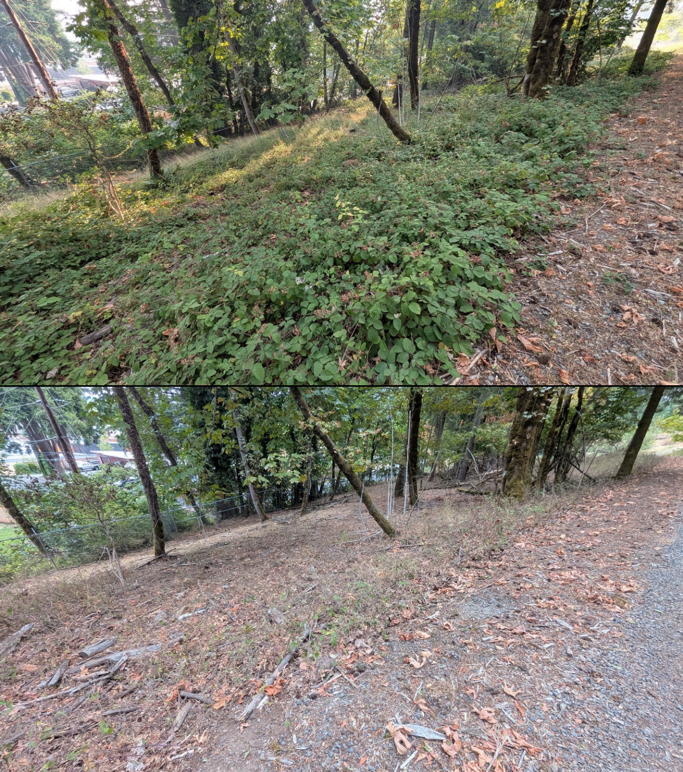 Goat grazing before and after in Springfield, Oregon, 08/05/26, photo 3