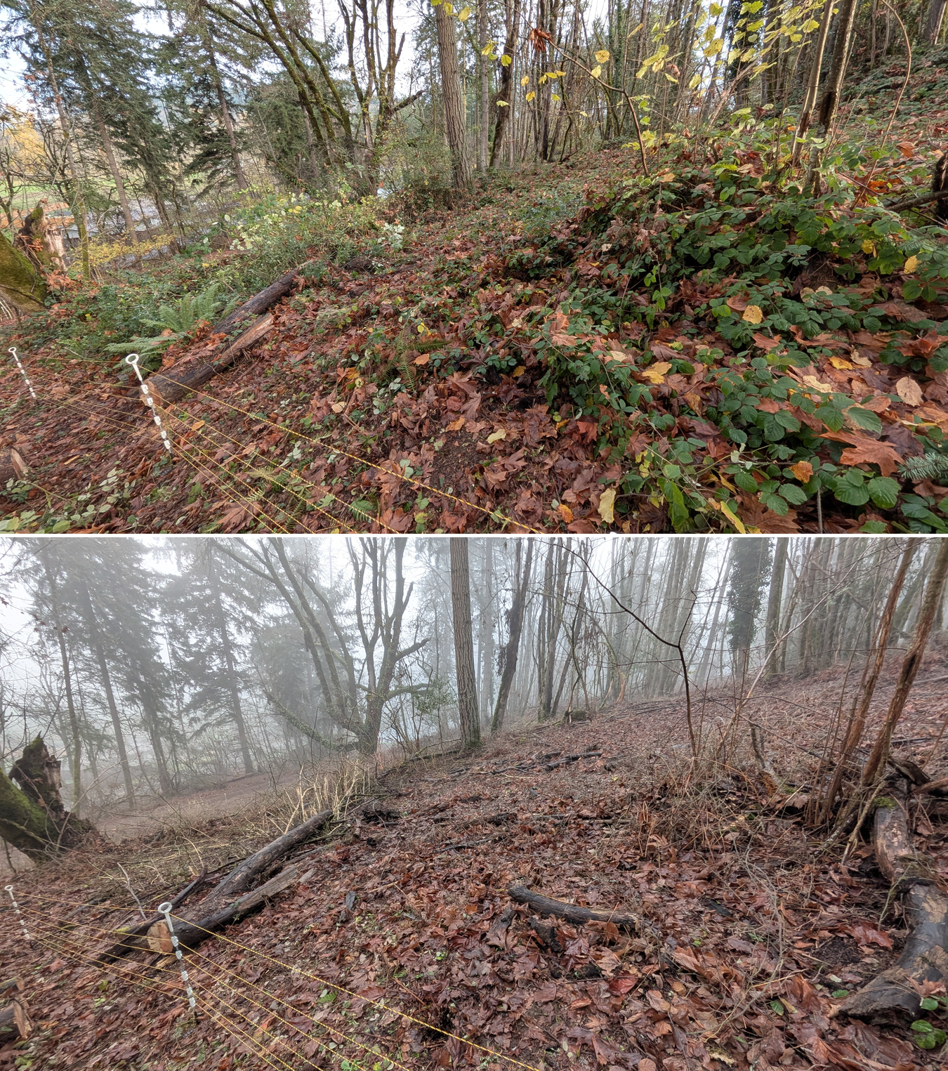 Before and after goat grazing in Lane County, Oregon, 12/01/25, photo 22