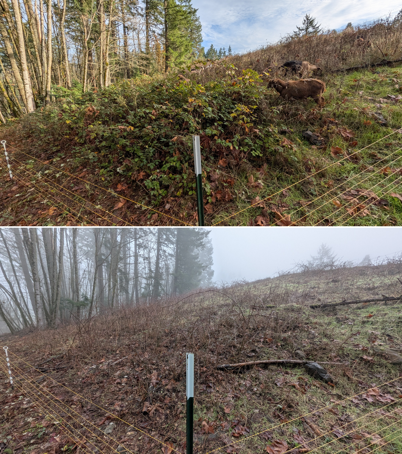Before and after goat grazing in Lane County, Oregon, 12/01/25, photo 30