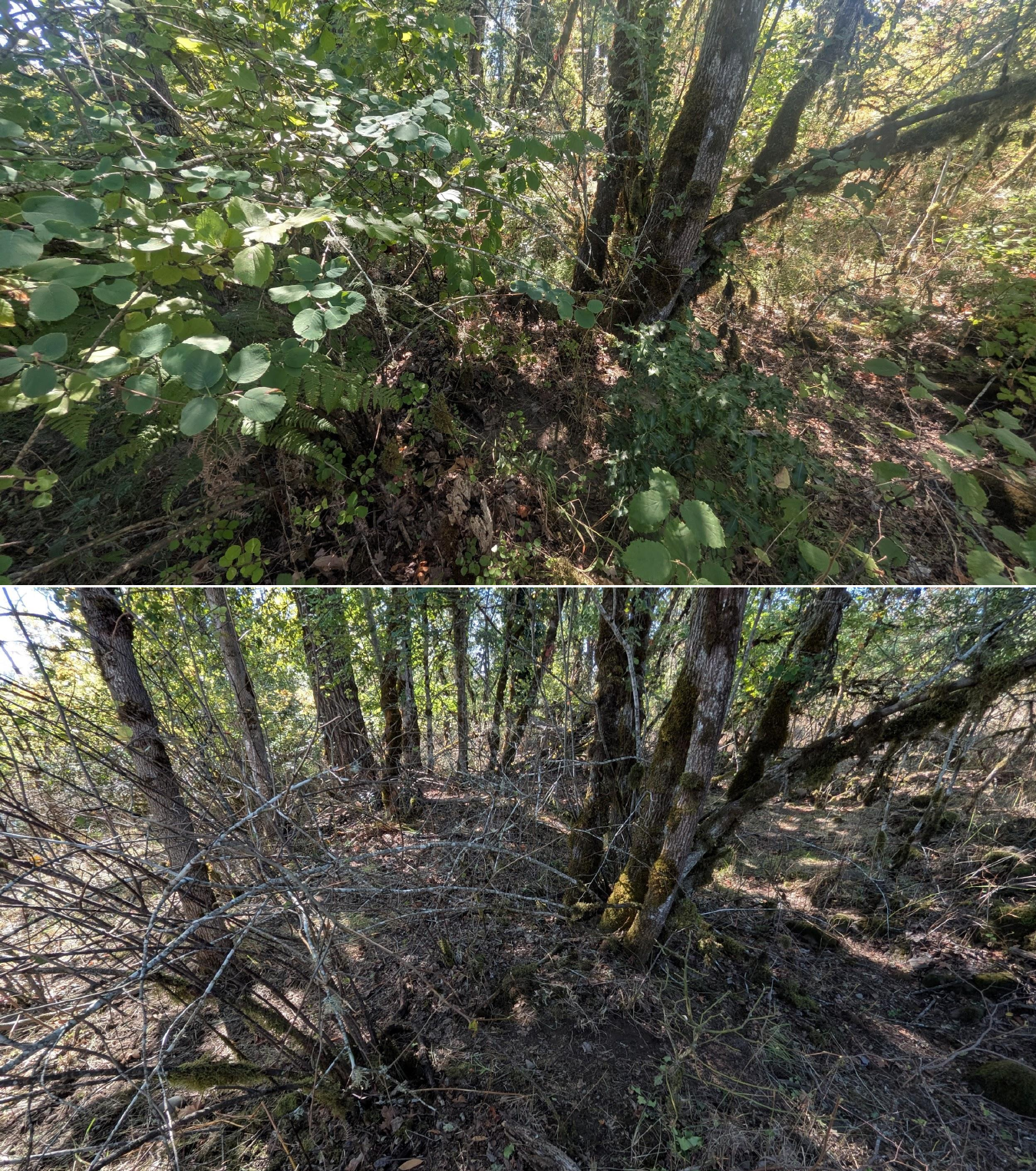 Goat grazing before and after in Springfield, Oregon, 08/27/26, photo 21
