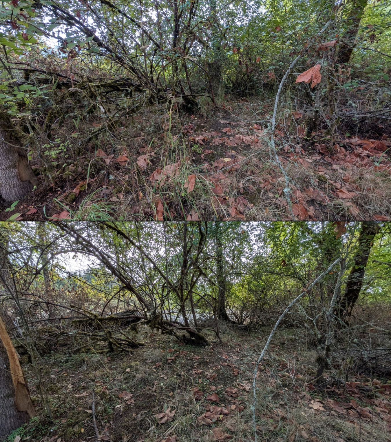 Before and after goat grazing in Lane County, Oregon, 08/27/26, photo 40