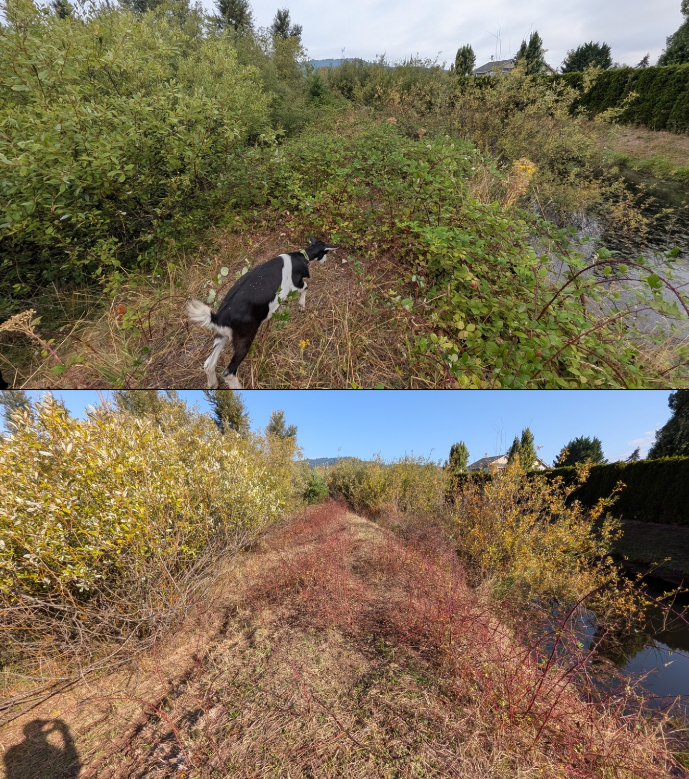 Goat grazing before and after in Springfield, Oregon, 08/16/26, photo 1