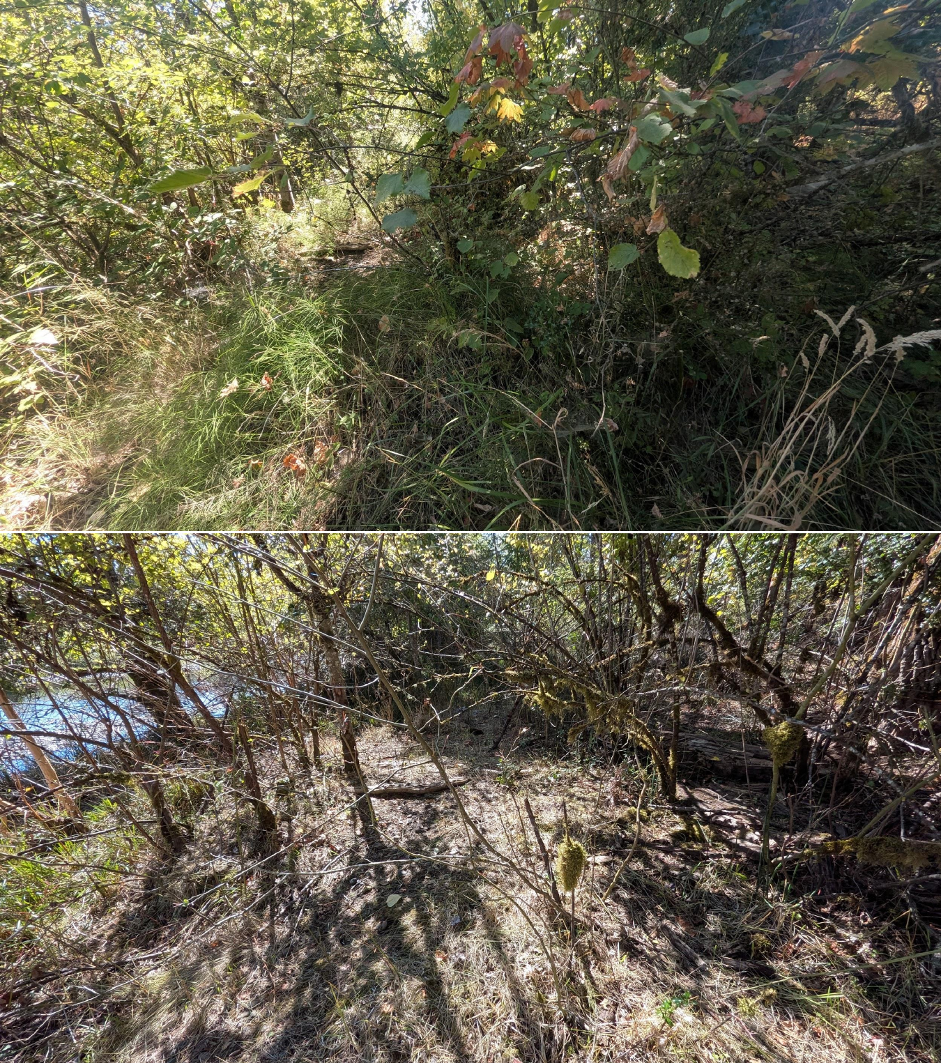 Before and after goat grazing in Lane County, Oregon, 08/27/26, photo 24
