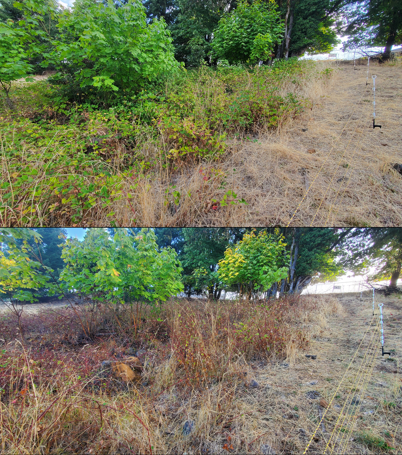 Before and after goat grazing in Lane County, Oregon, 09/08/25, photo 8