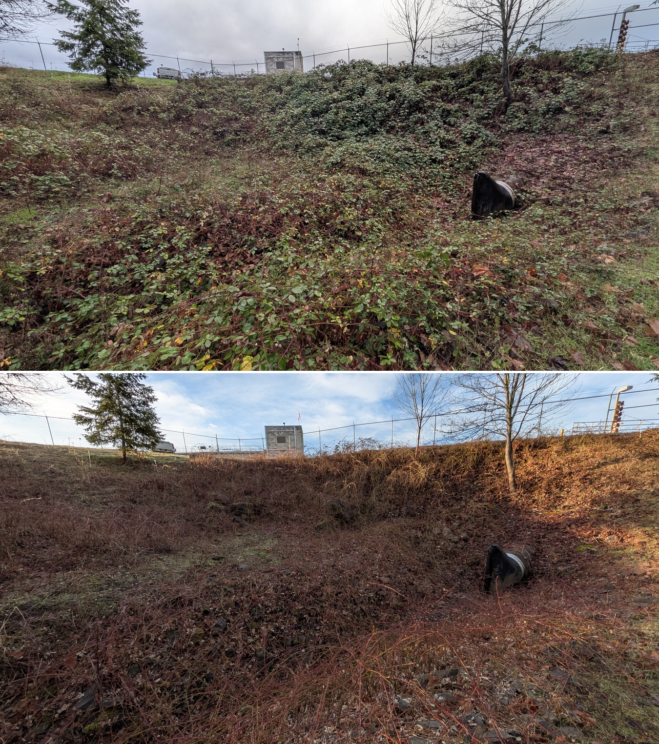 Goat grazing before and after in Springfield, Oregon, 12/23/25, photo 25