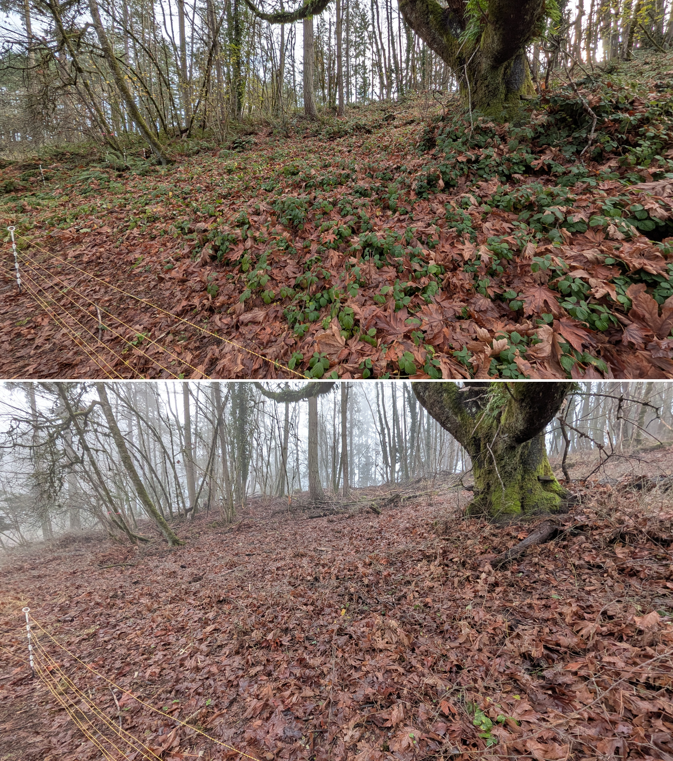 Goat grazing before and after in Springfield, Oregon, 12/01/25, photo 13