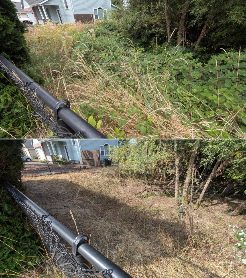 Goat grazing before and after in Springfield, Oregon, 07/25/26, photo 17