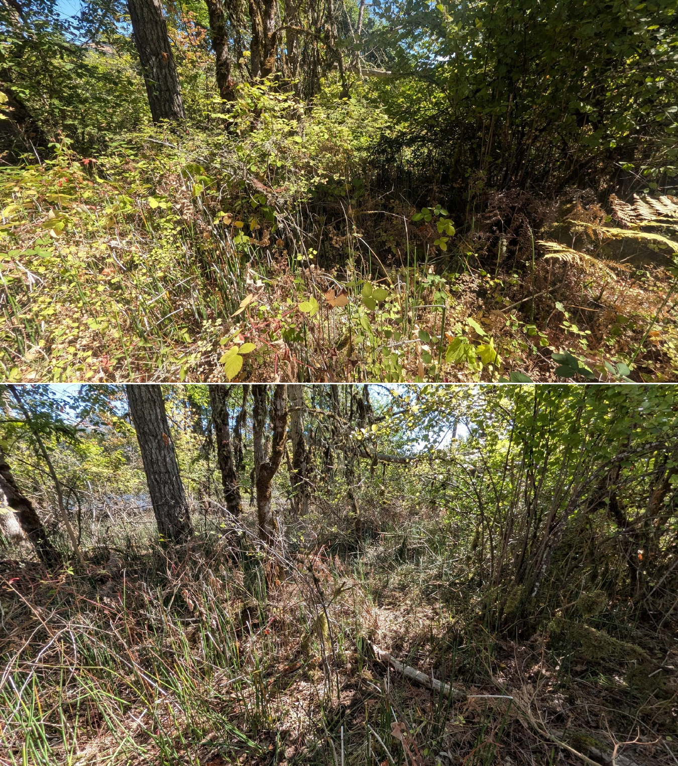 Before and after goat grazing in Lane County, Oregon, 08/27/26, photo 32