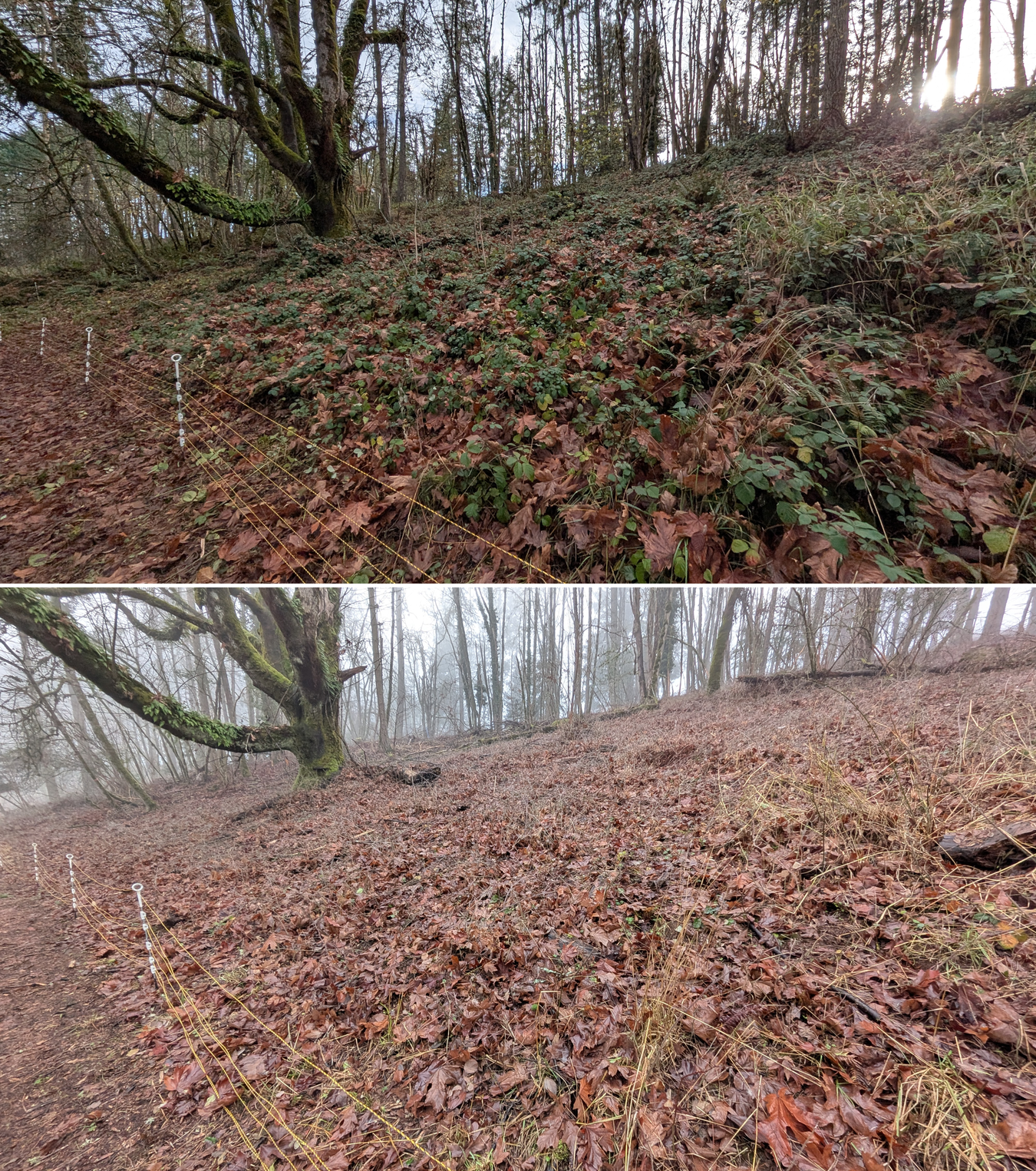 Goat grazing before and after in Springfield, Oregon, 12/01/25, photo 15
