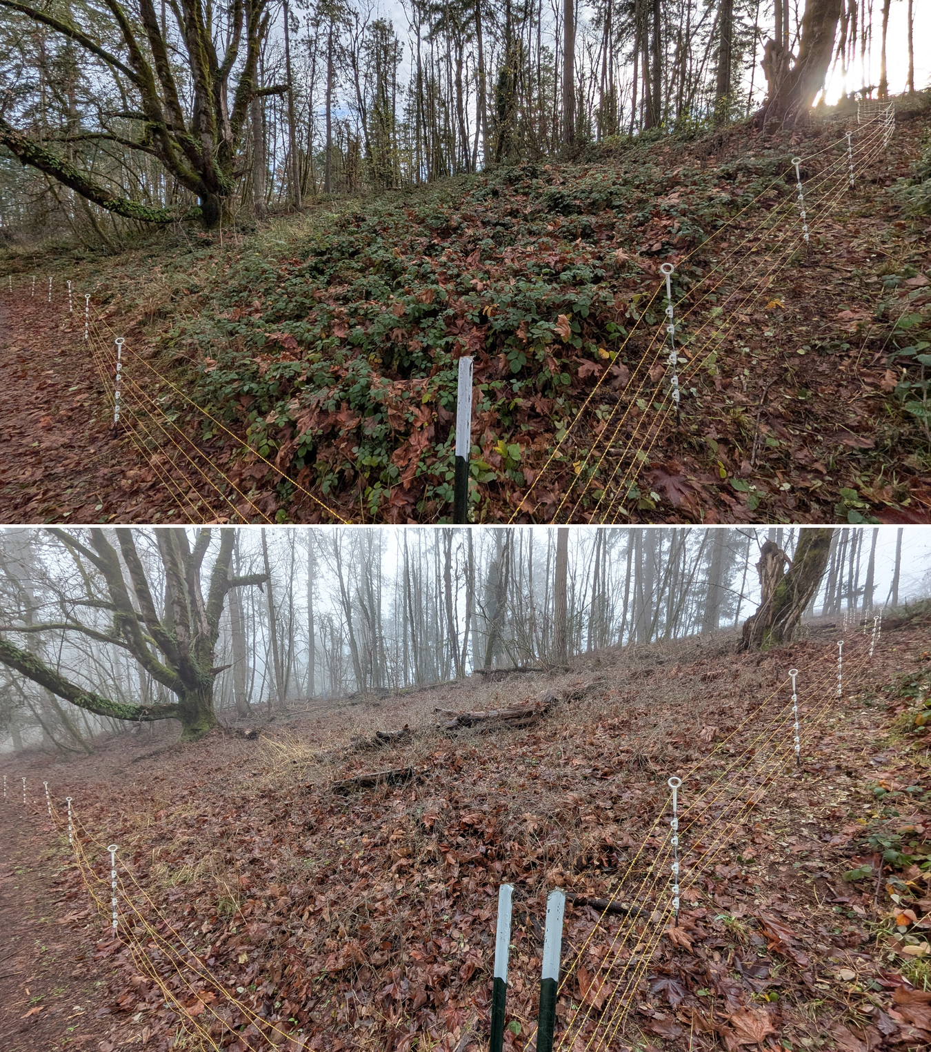 Goat grazing before and after in Springfield, Oregon, 12/01/25, photo 17