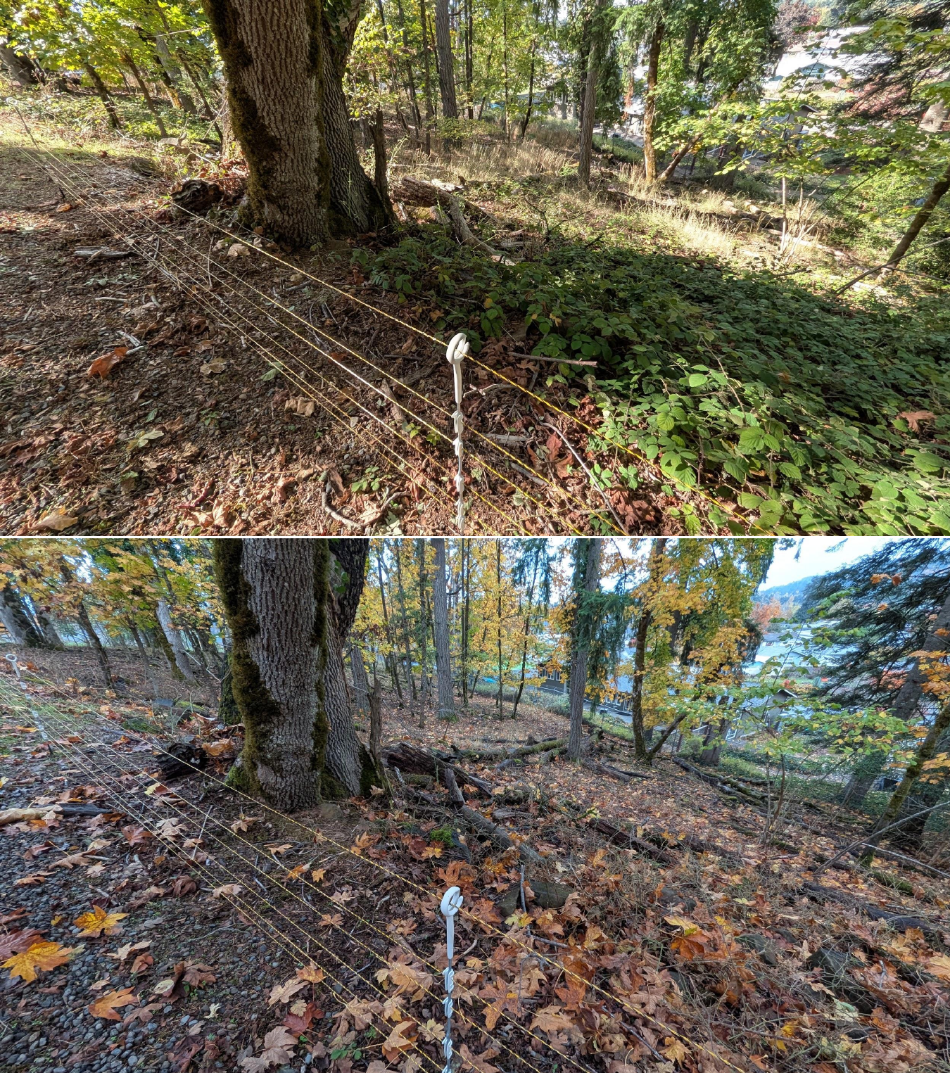 Before and after goat grazing in Lane County, Oregon, 10/16/25, photo 2