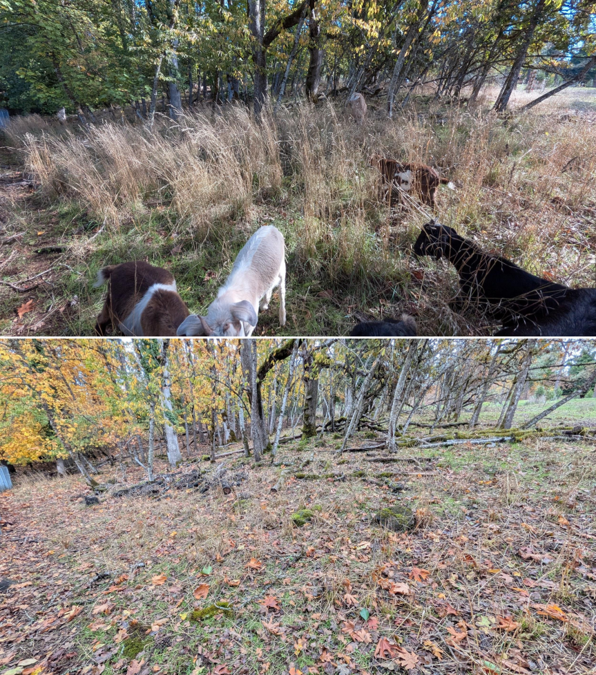 EWEB Paddock #3 Before_After 10_16_25 (6).png