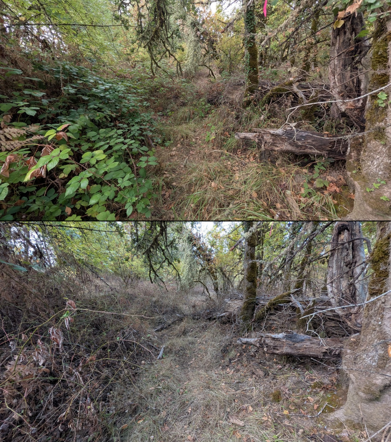 Goat grazing before and after in Springfield, Oregon, 08/27/26, photo 37